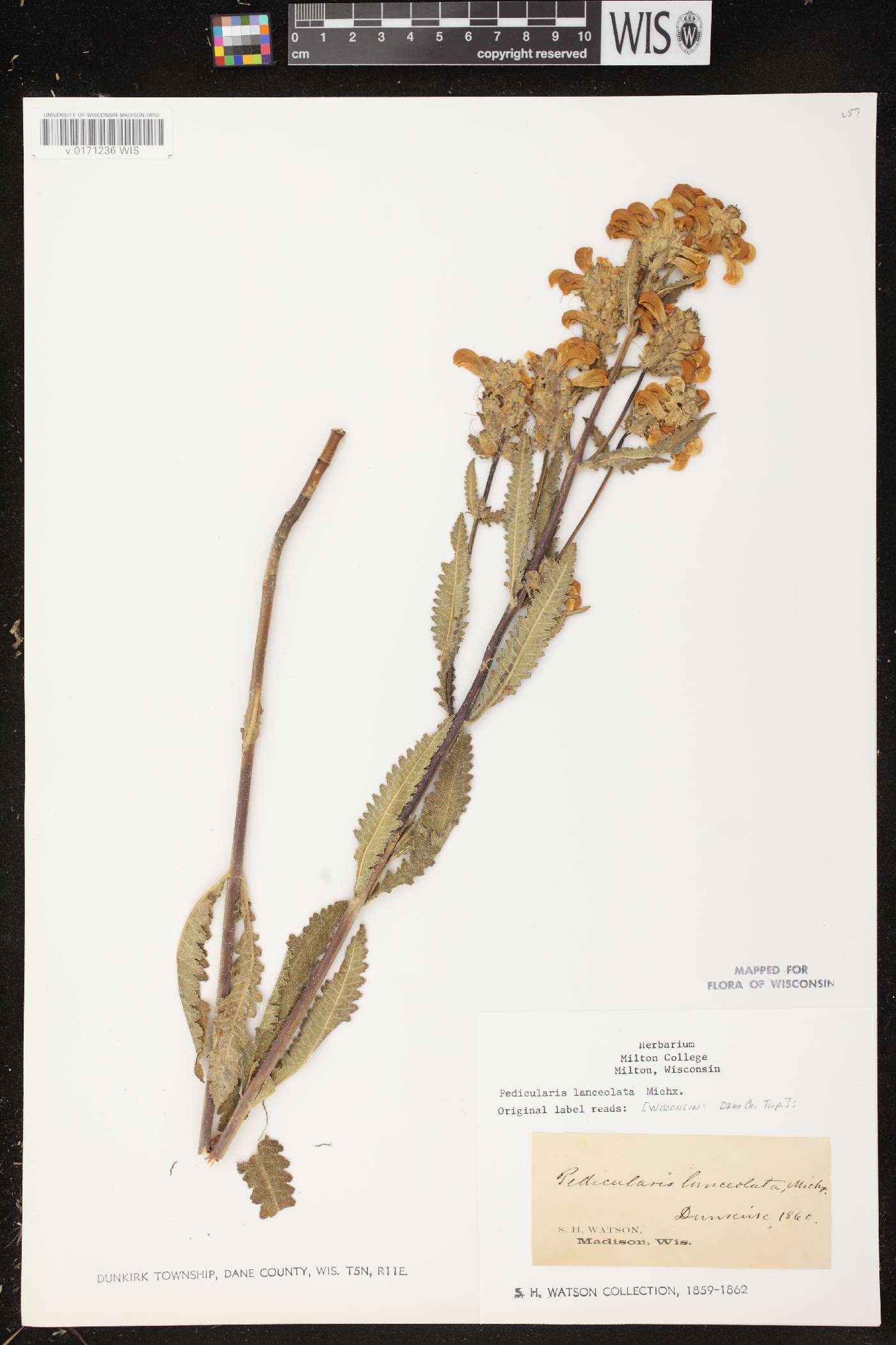 Pedicularis lanceolata image