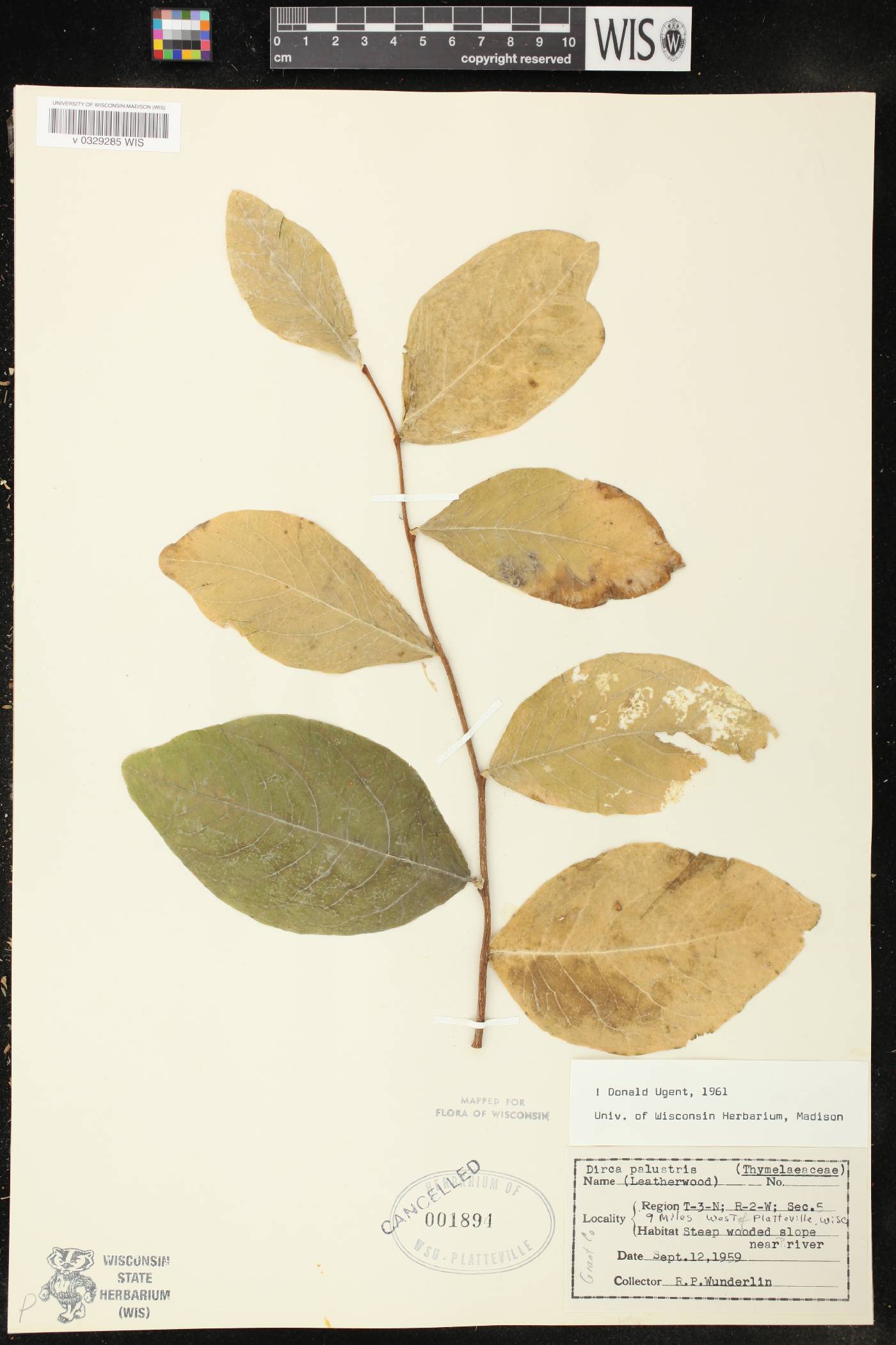 Dirca palustris image
