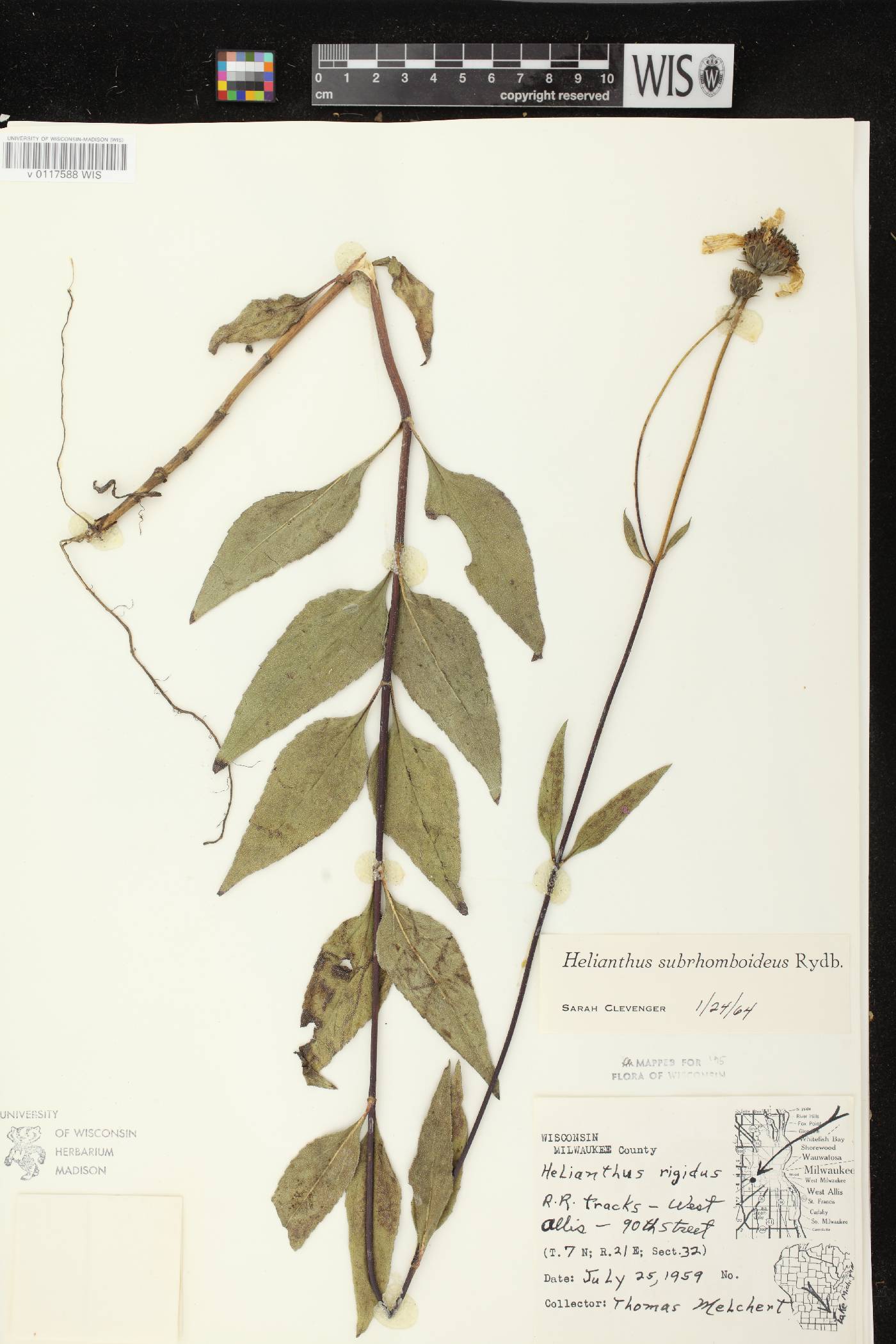 Helianthus pauciflorus subsp. subrhomboideus image