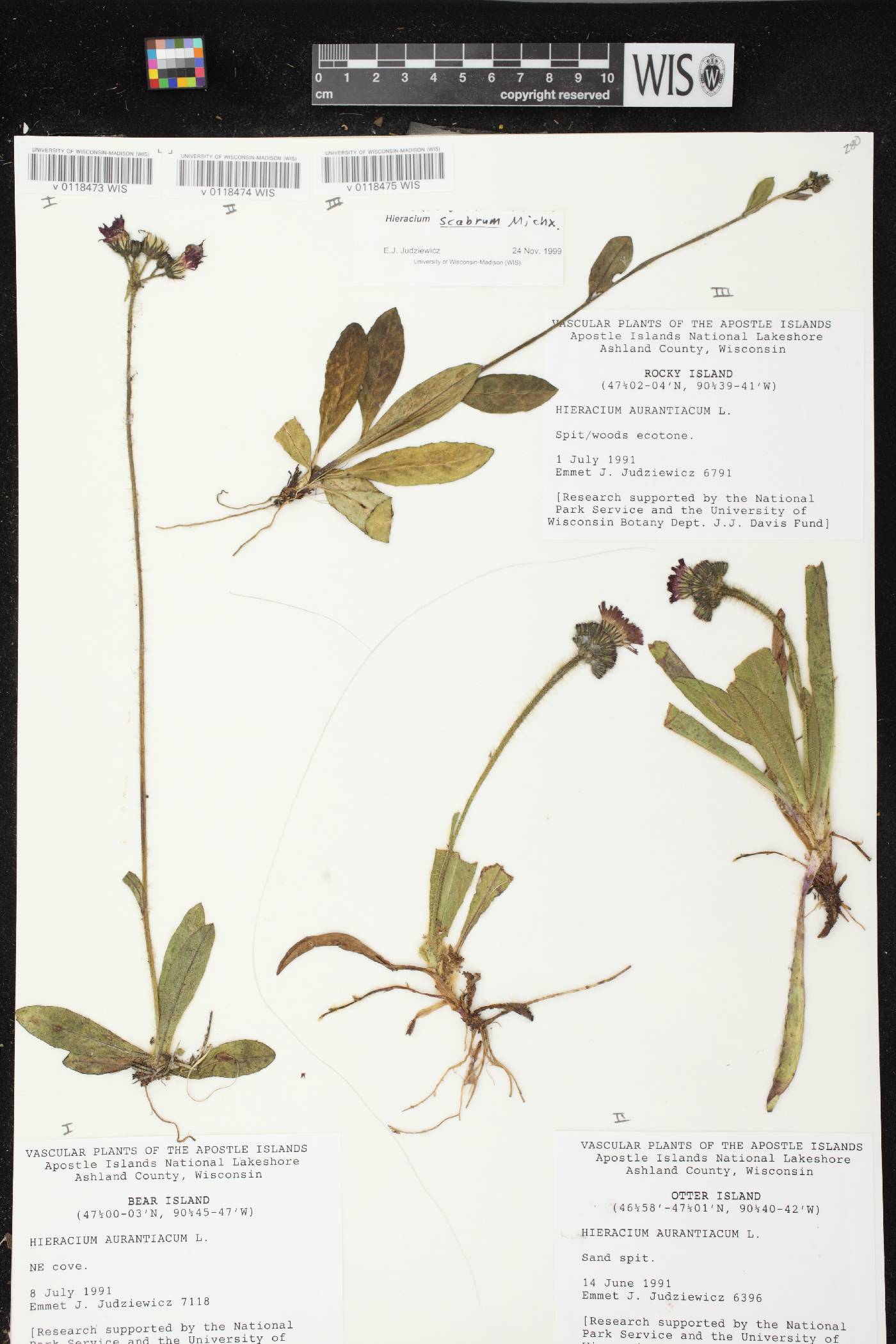 Hieracium scabrum image