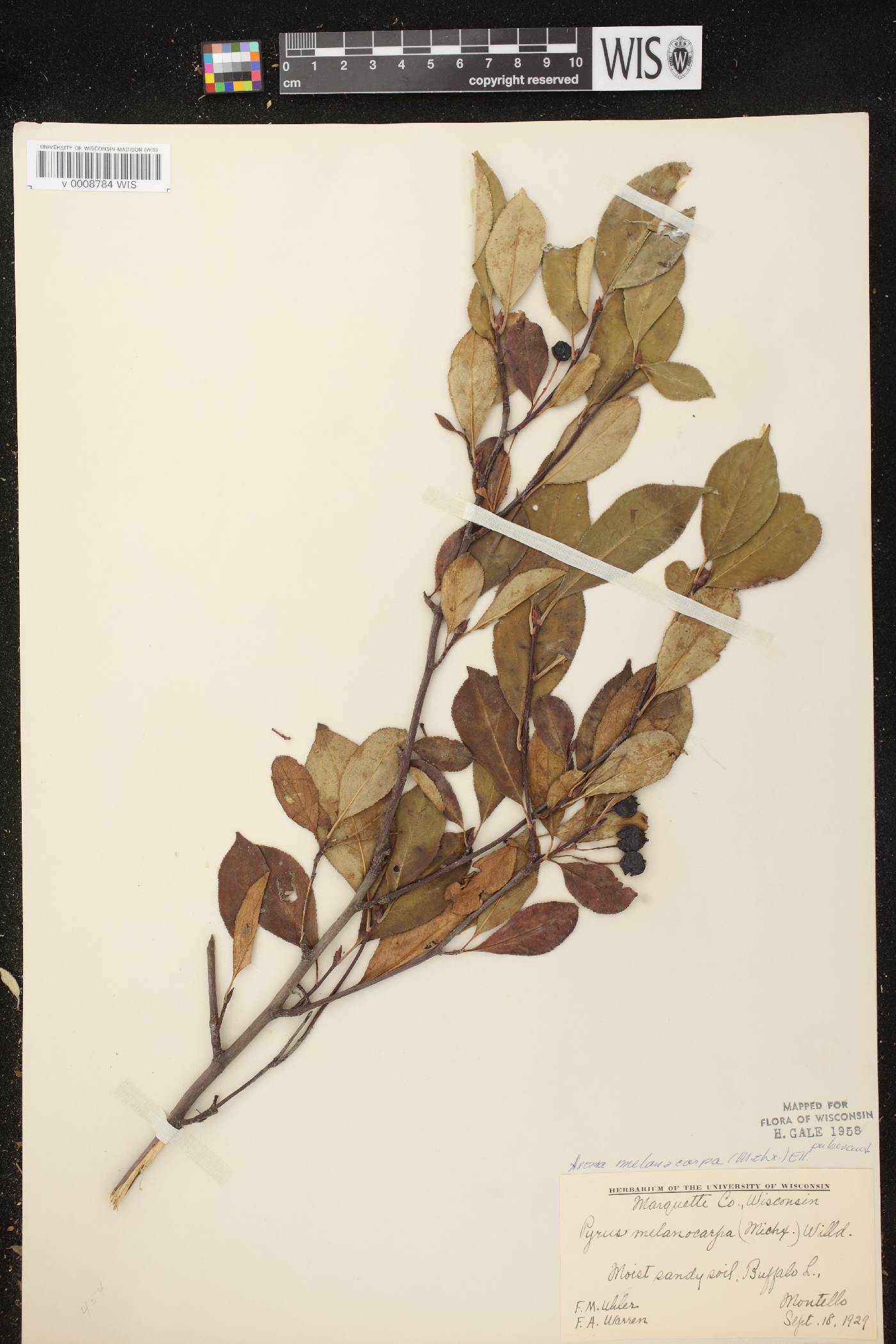 Aronia x prunifolia image