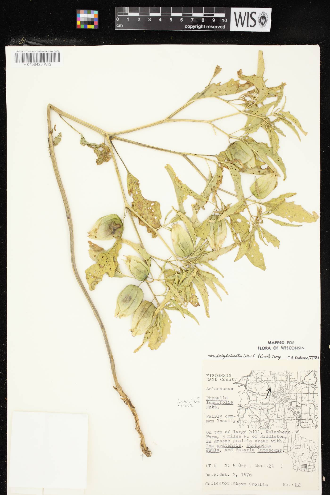 Physalis longifolia image