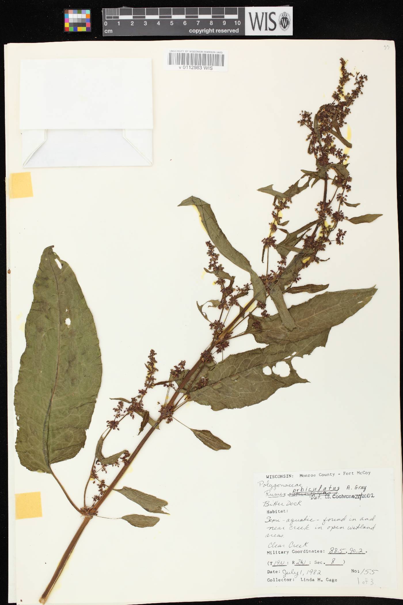 Rumex obtusifolius image