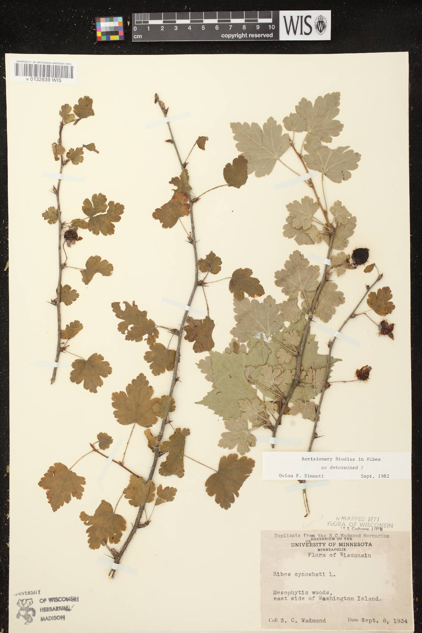 Ribes cynosbati image