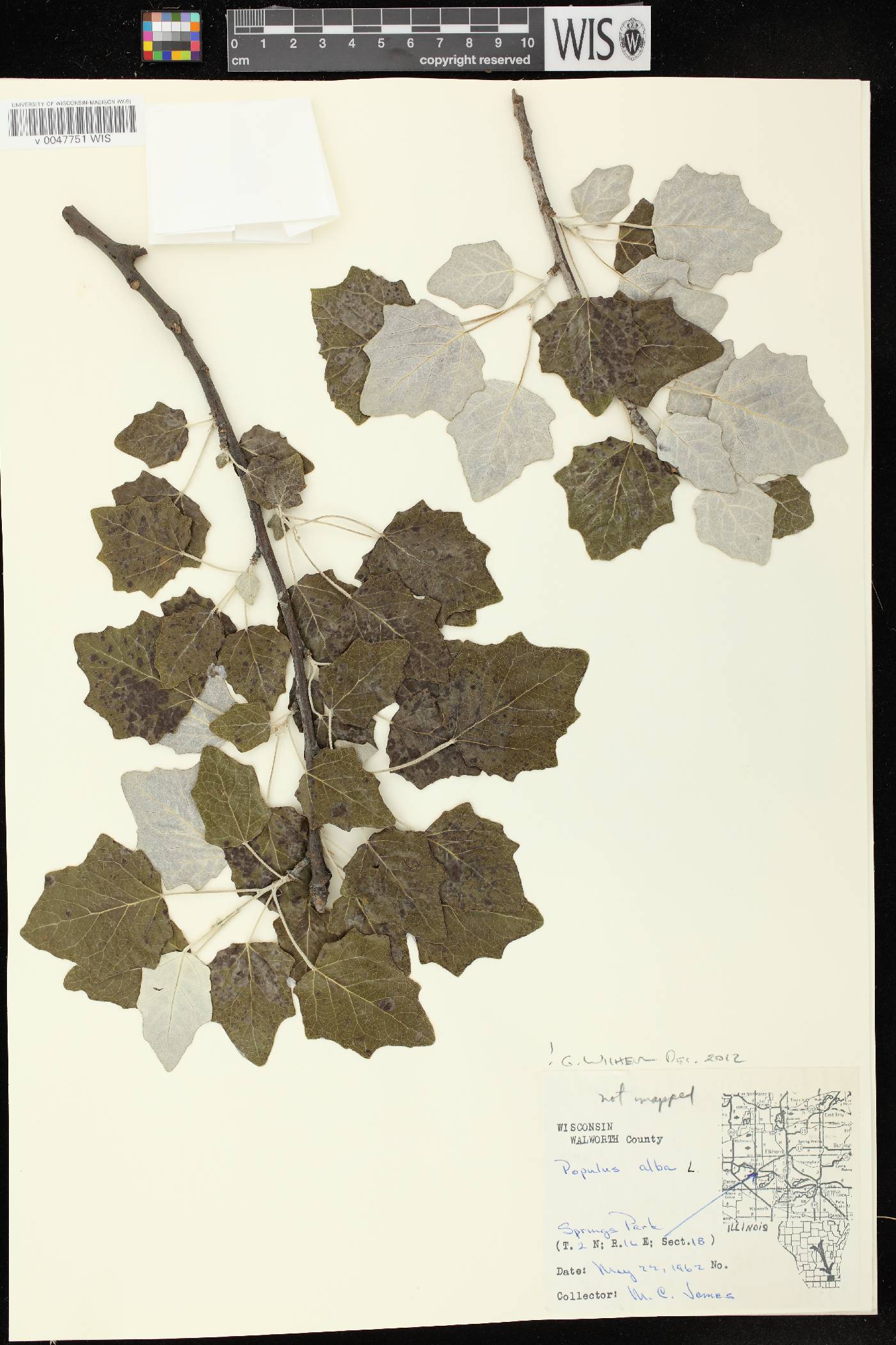 Populus alba image