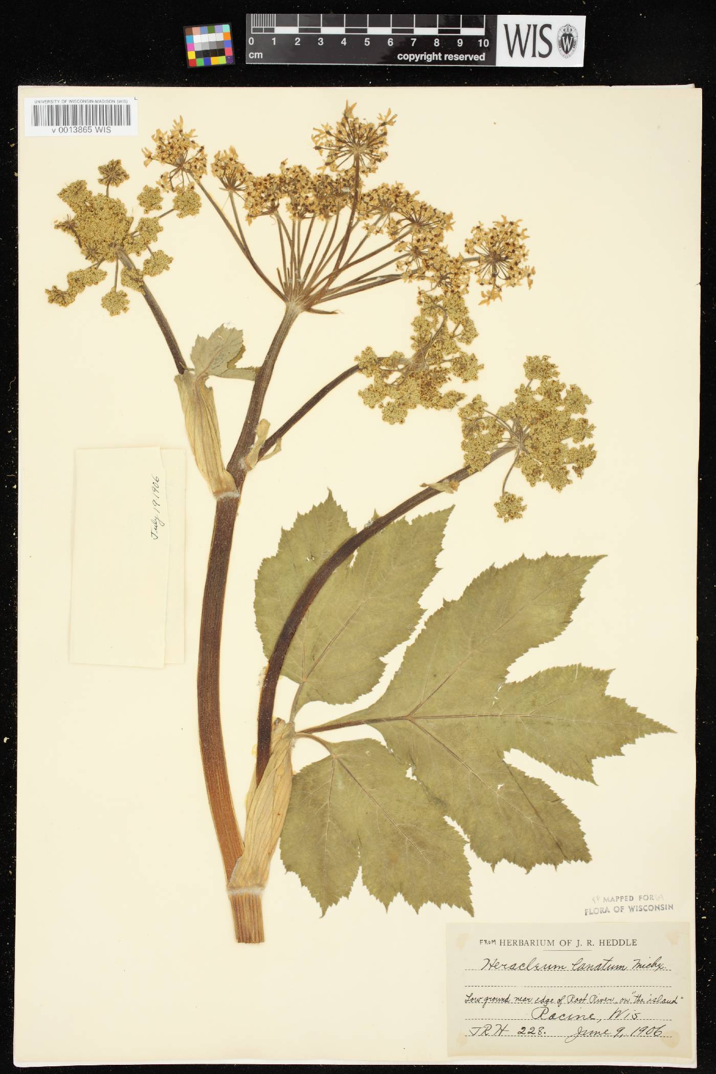 Heracleum maximum image
