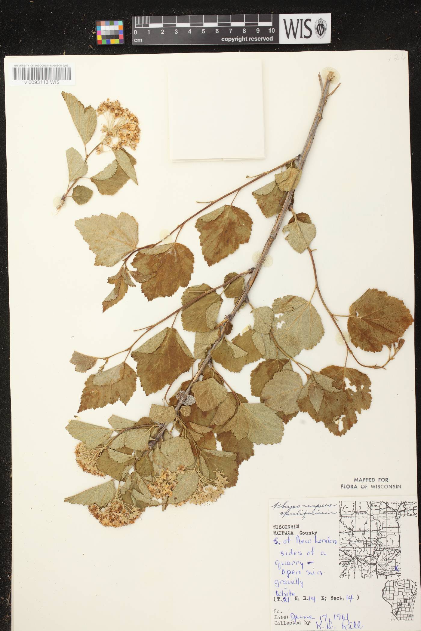 Physocarpus opulifolius image