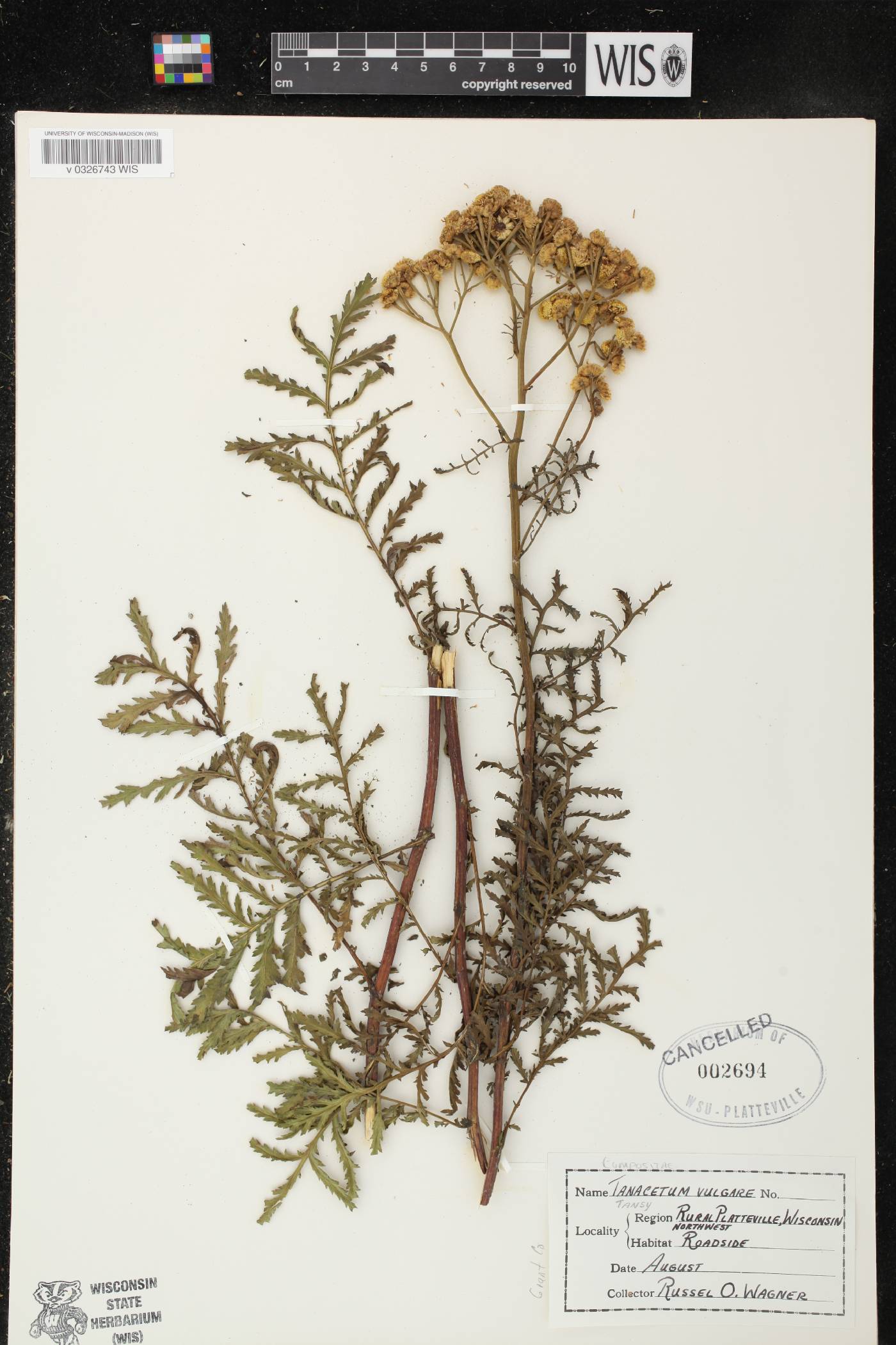 Tanacetum vulgare image