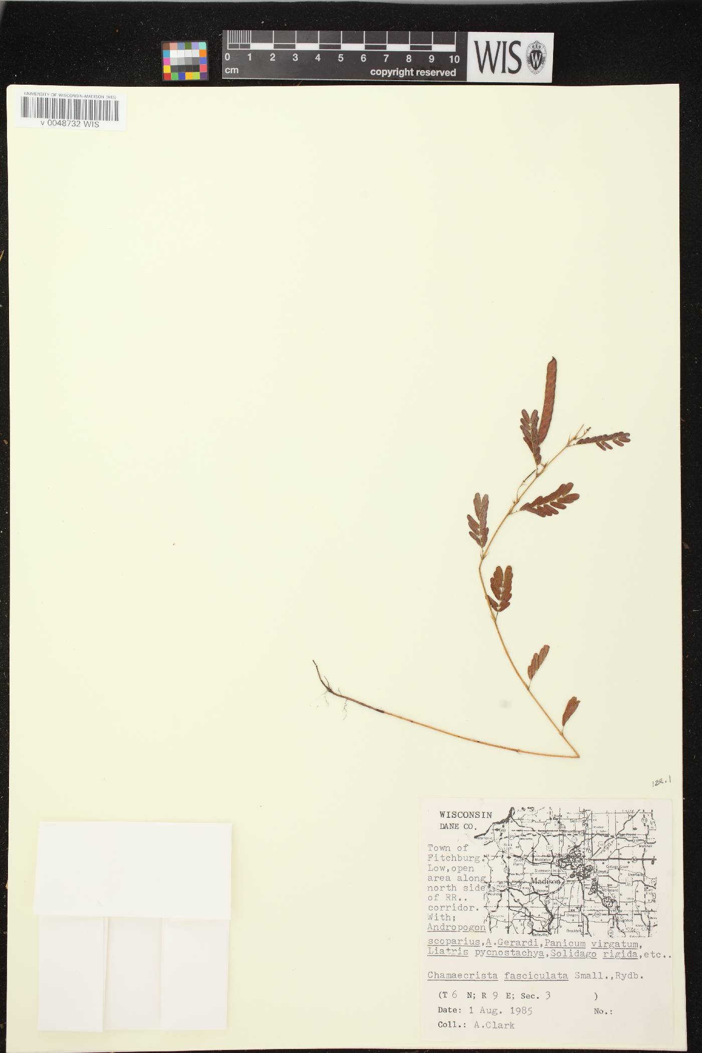 Chamaecrista fasciculata image