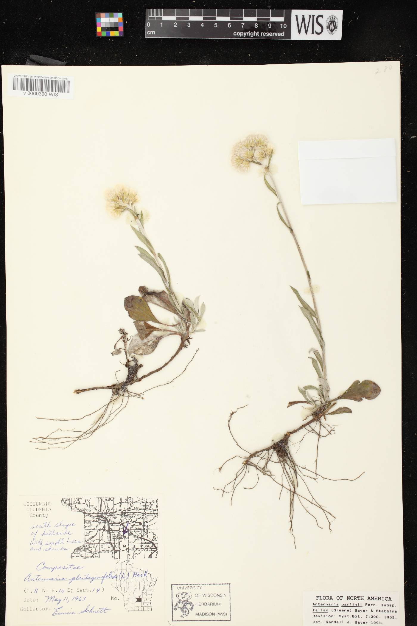 Antennaria parlinii subsp. fallax image