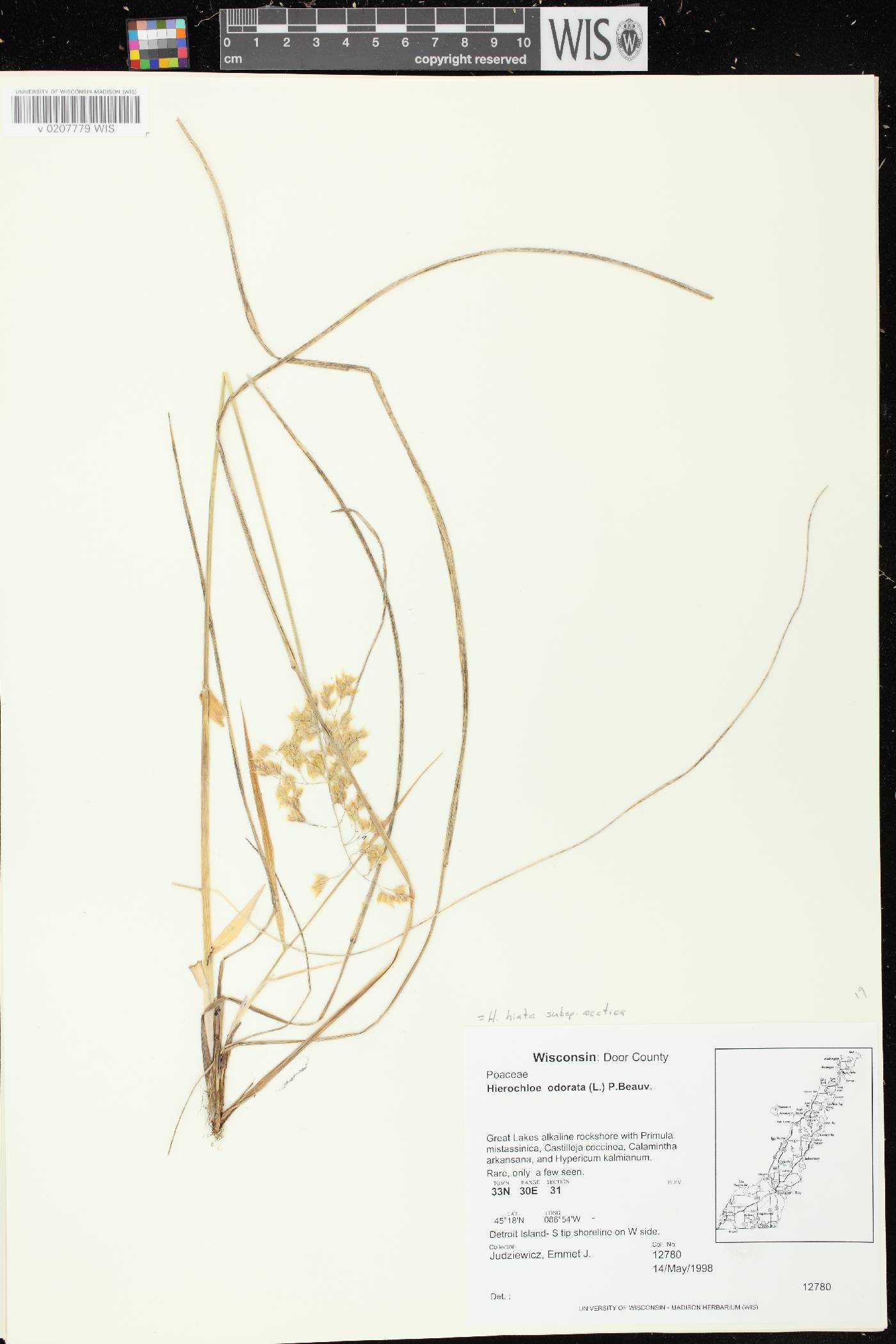 Anthoxanthum hirtum subsp. arcticum image