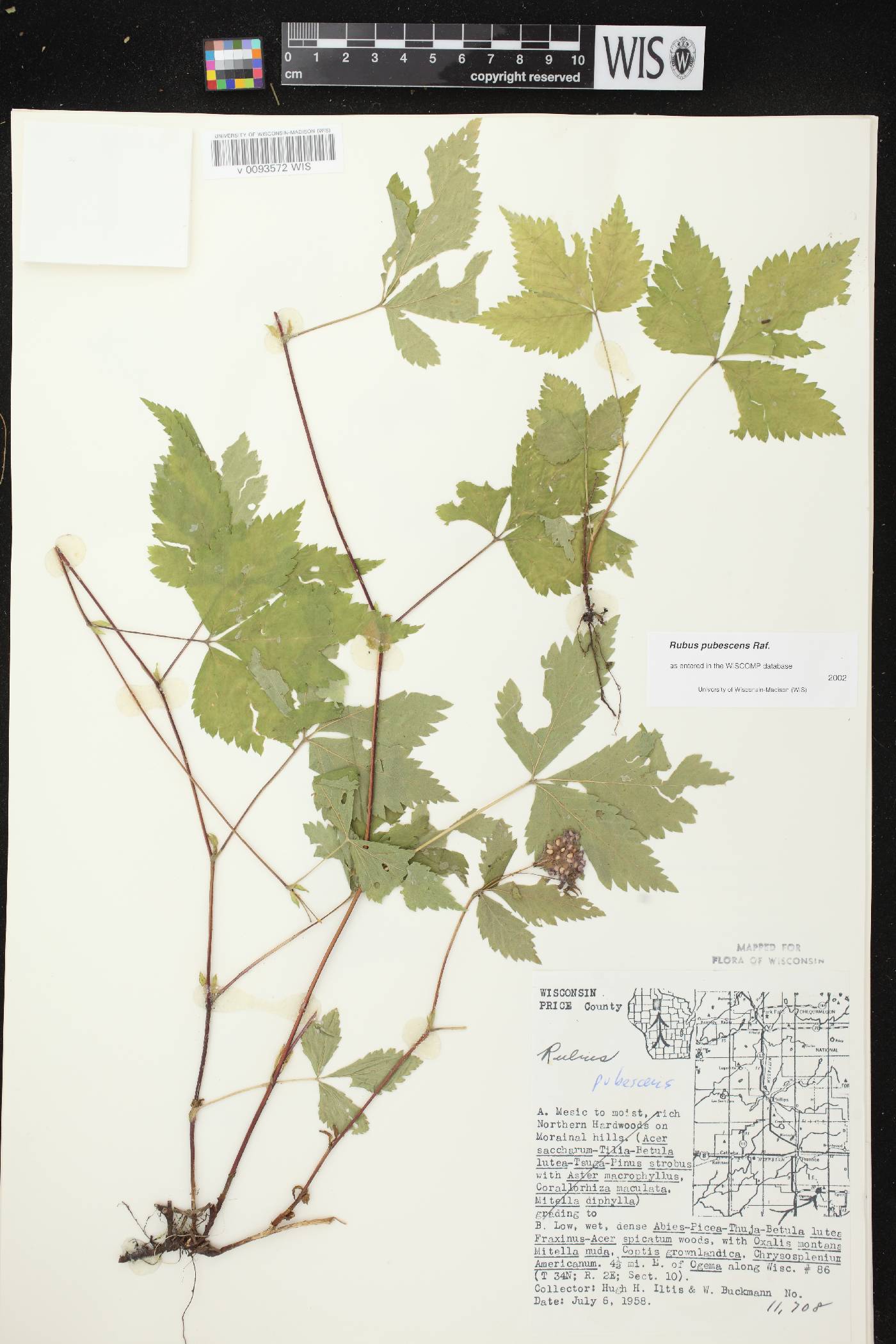 Rubus pubescens image