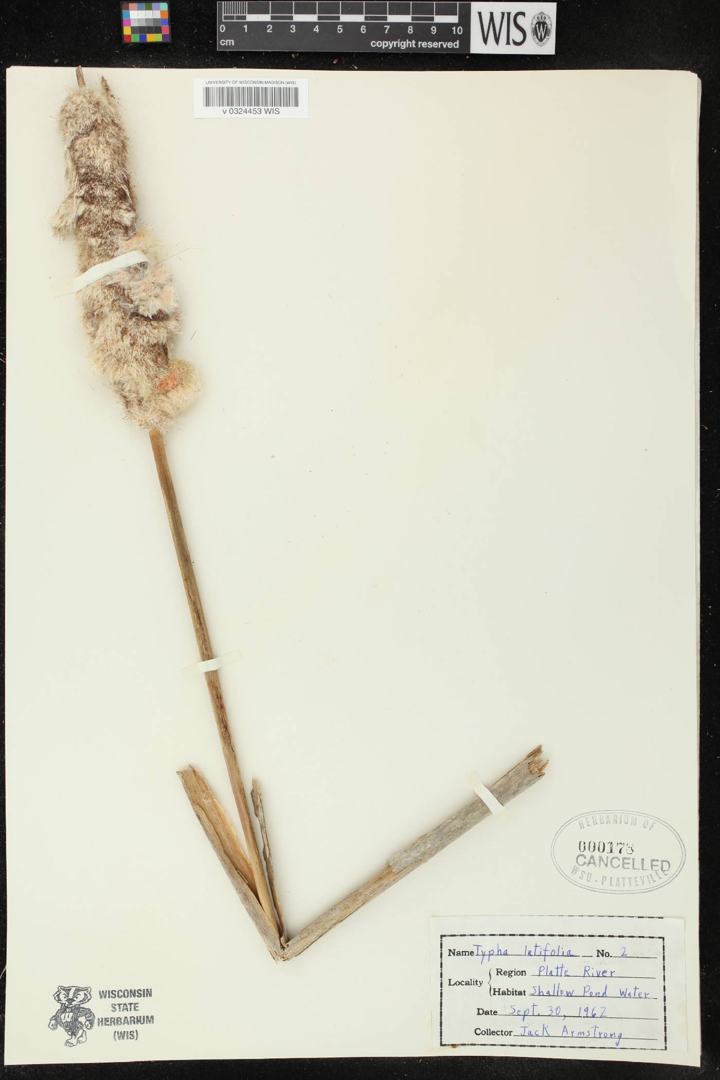 Typha latifolia image