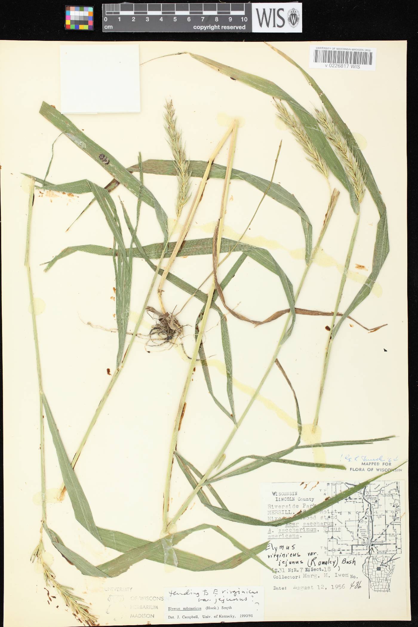 Elymus curvatus image