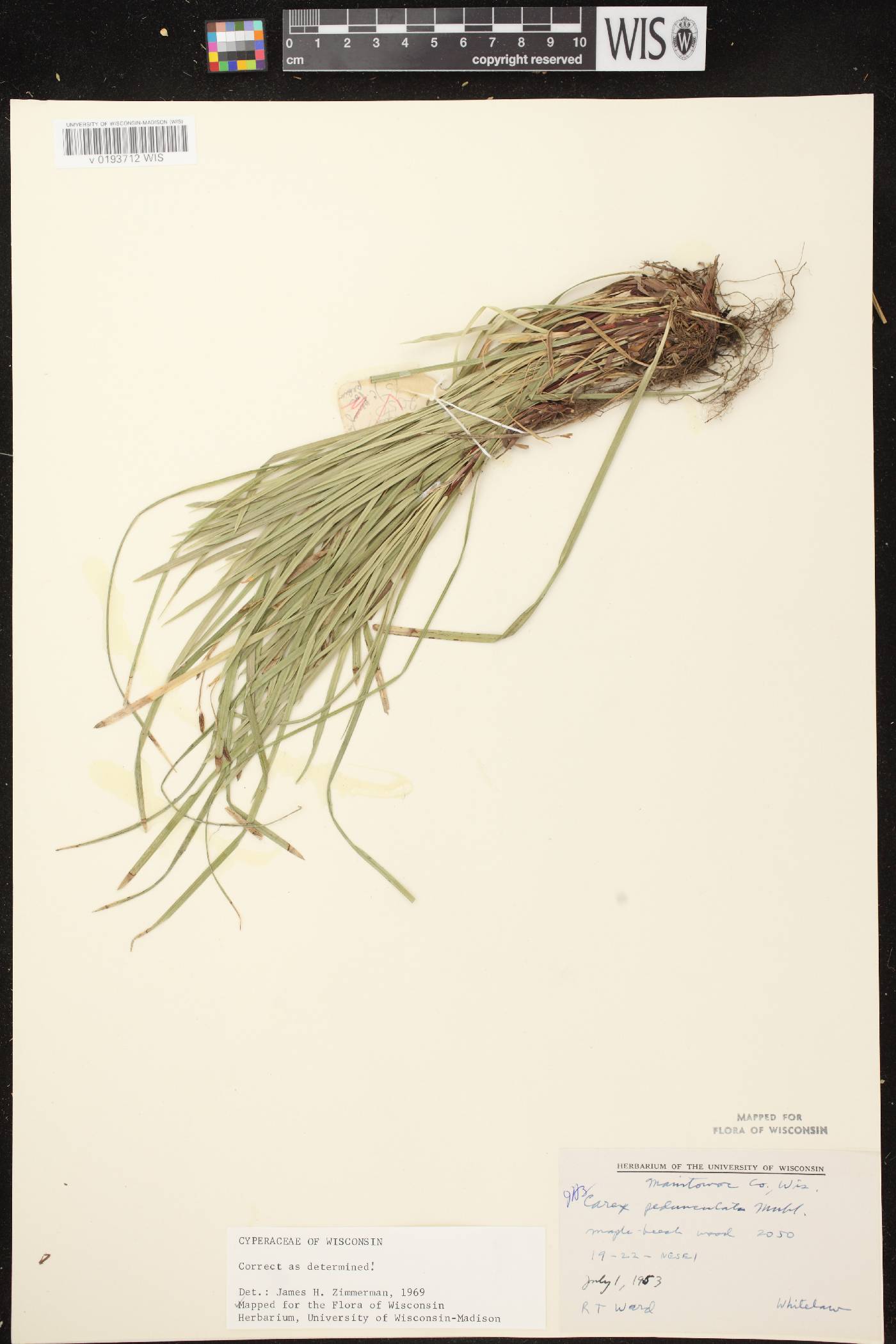 Carex pedunculata image