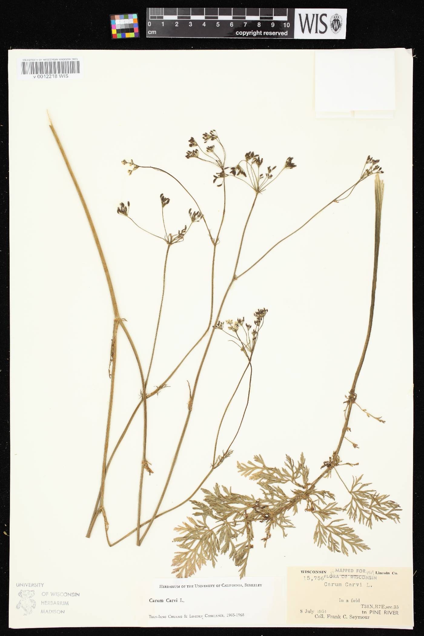 Carum carvi image