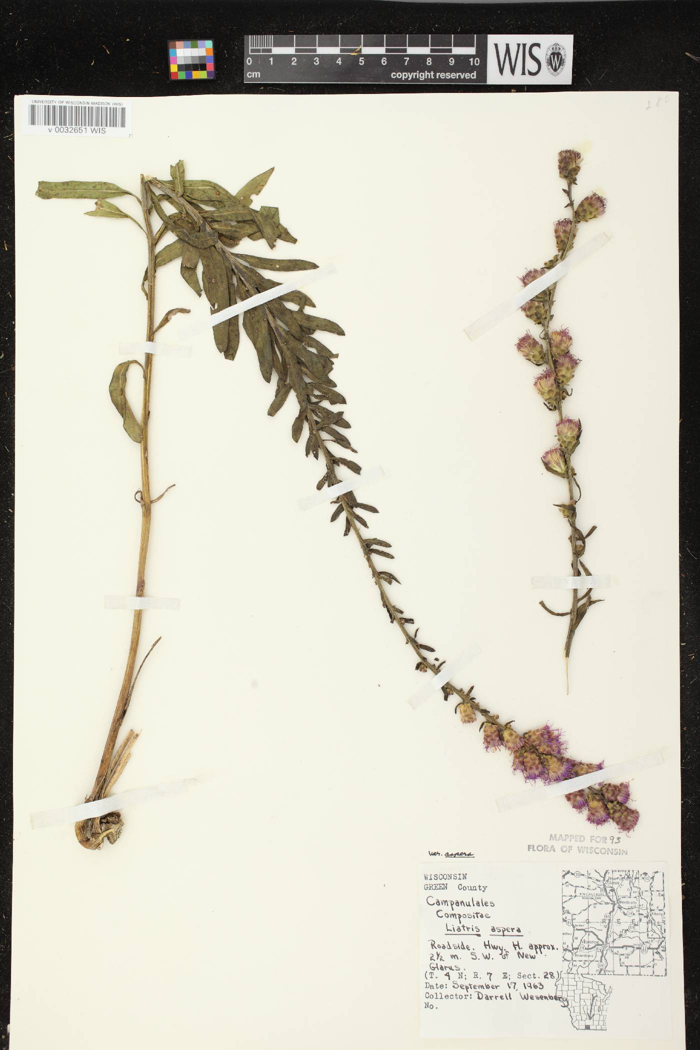 Liatris aspera image