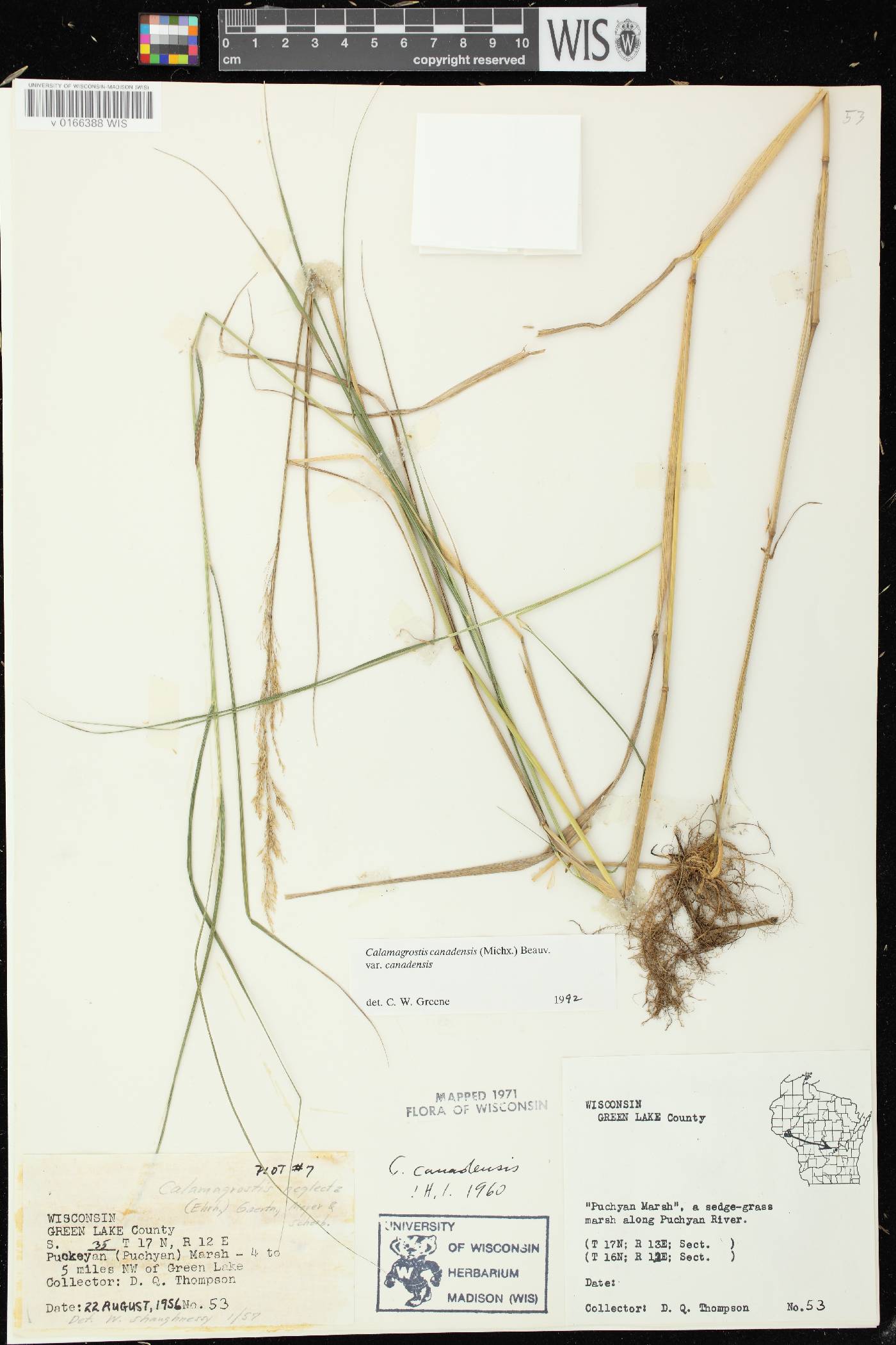 Calamagrostis canadensis var. canadensis image