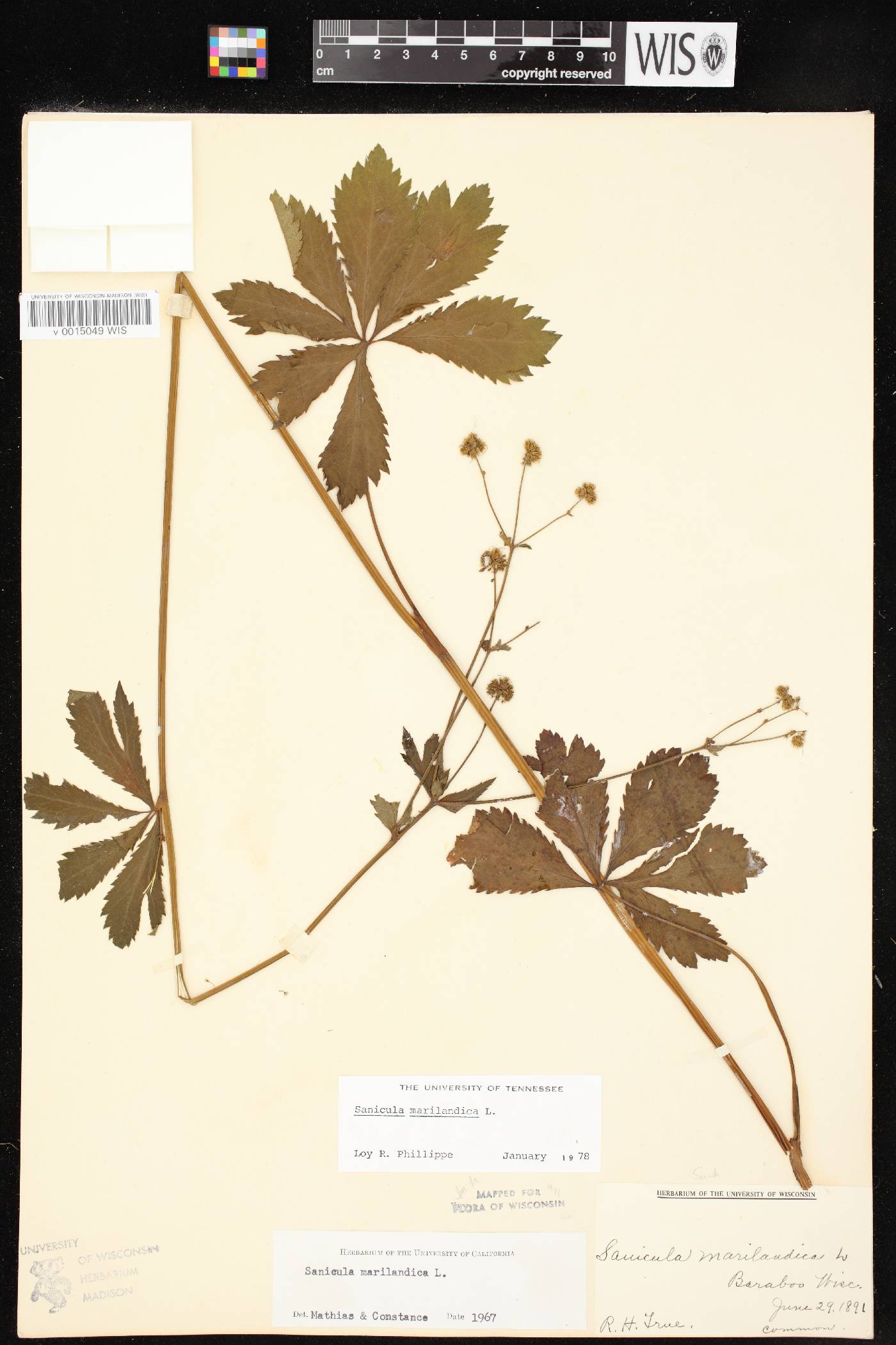 Sanicula marilandica image