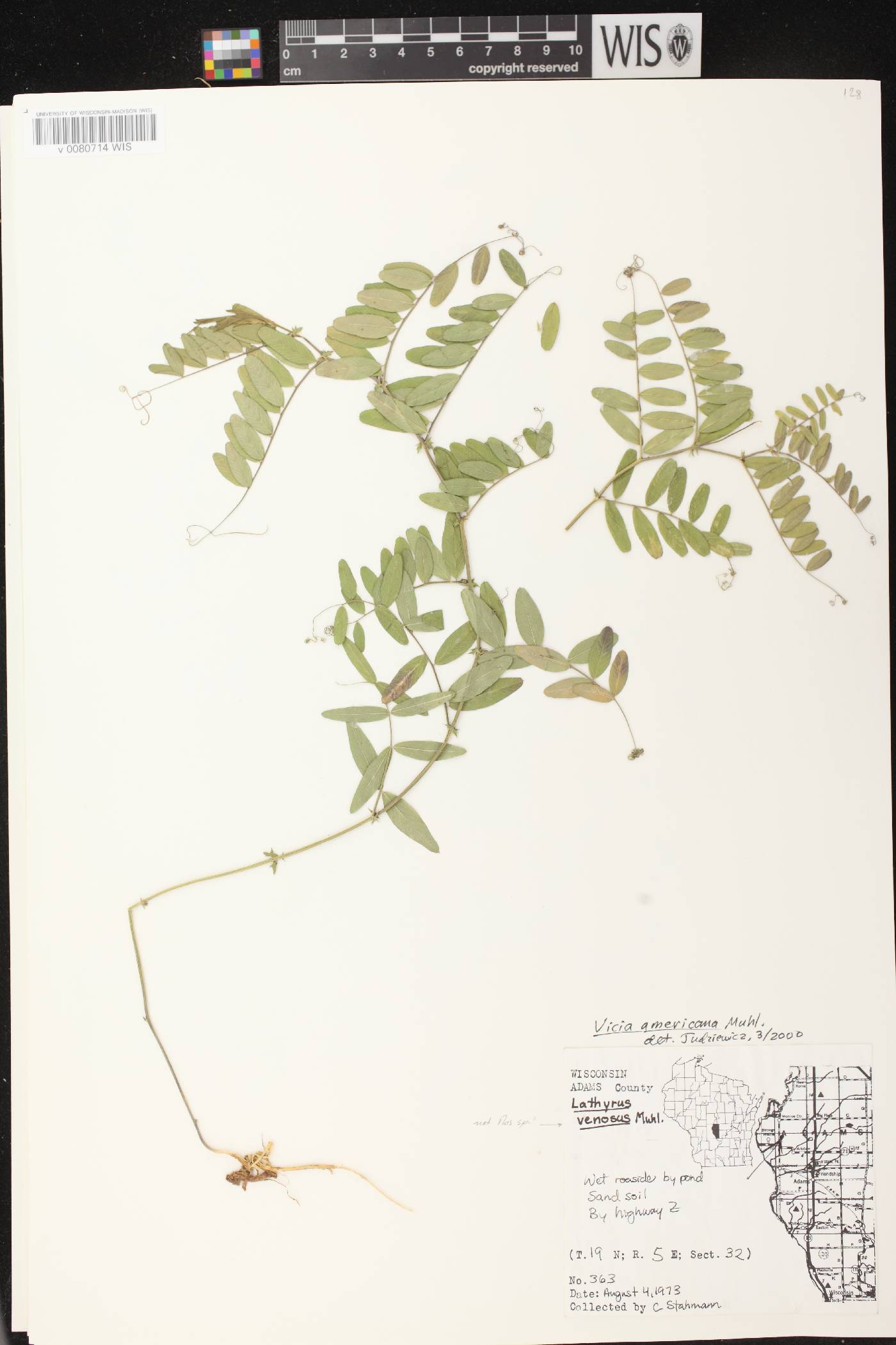 Vicia americana image