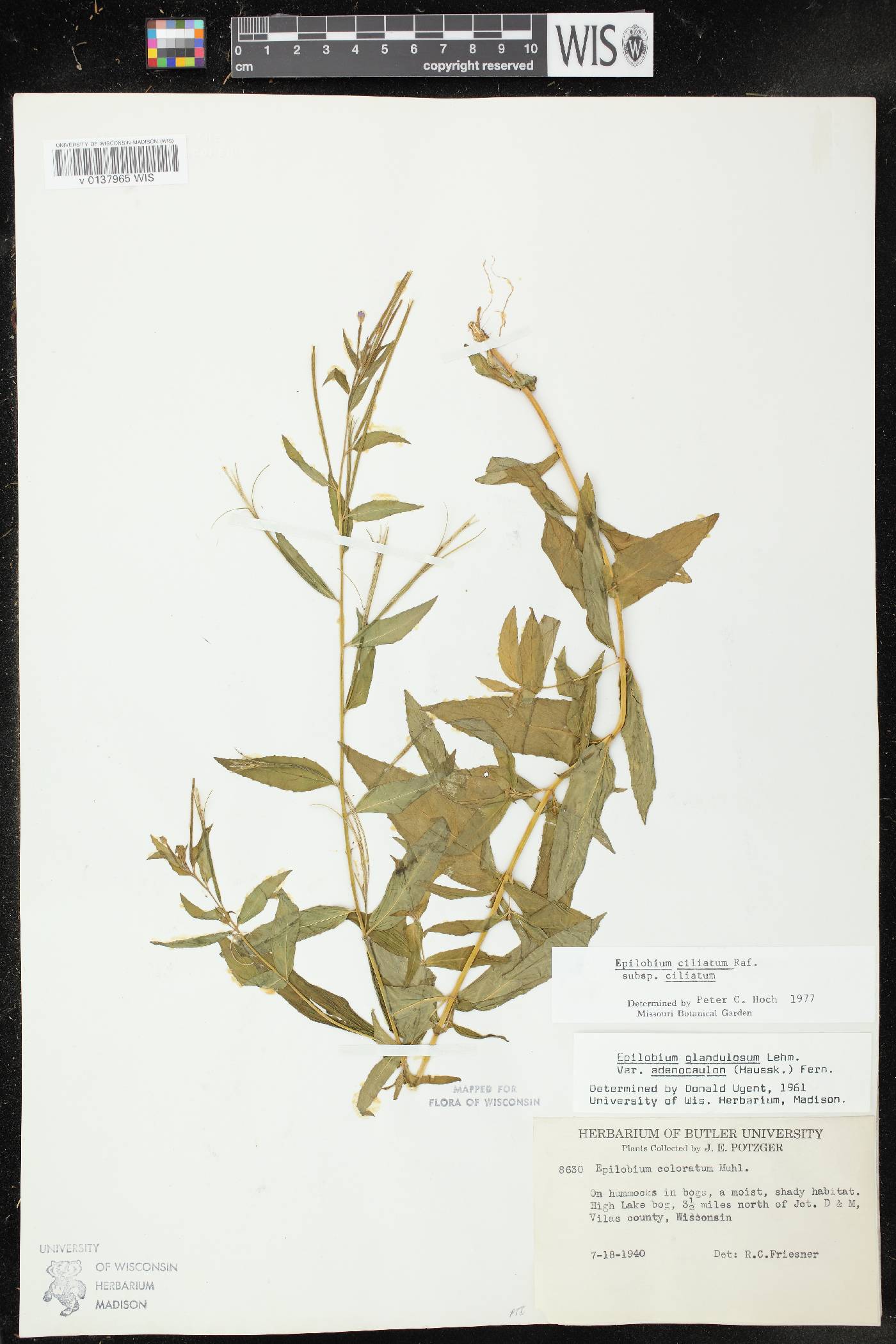Epilobium ciliatum subsp. ciliatum image