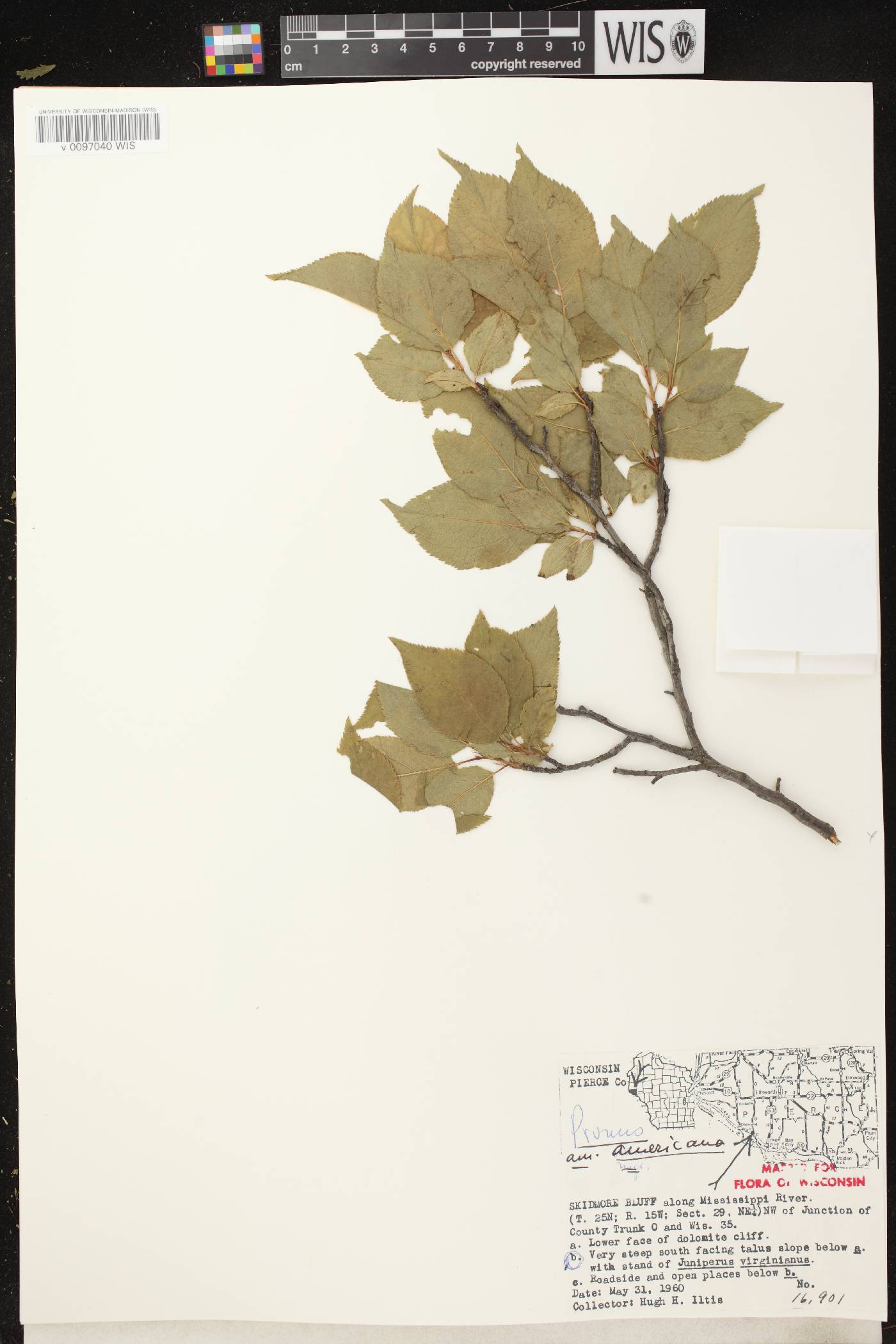 Prunus americana image
