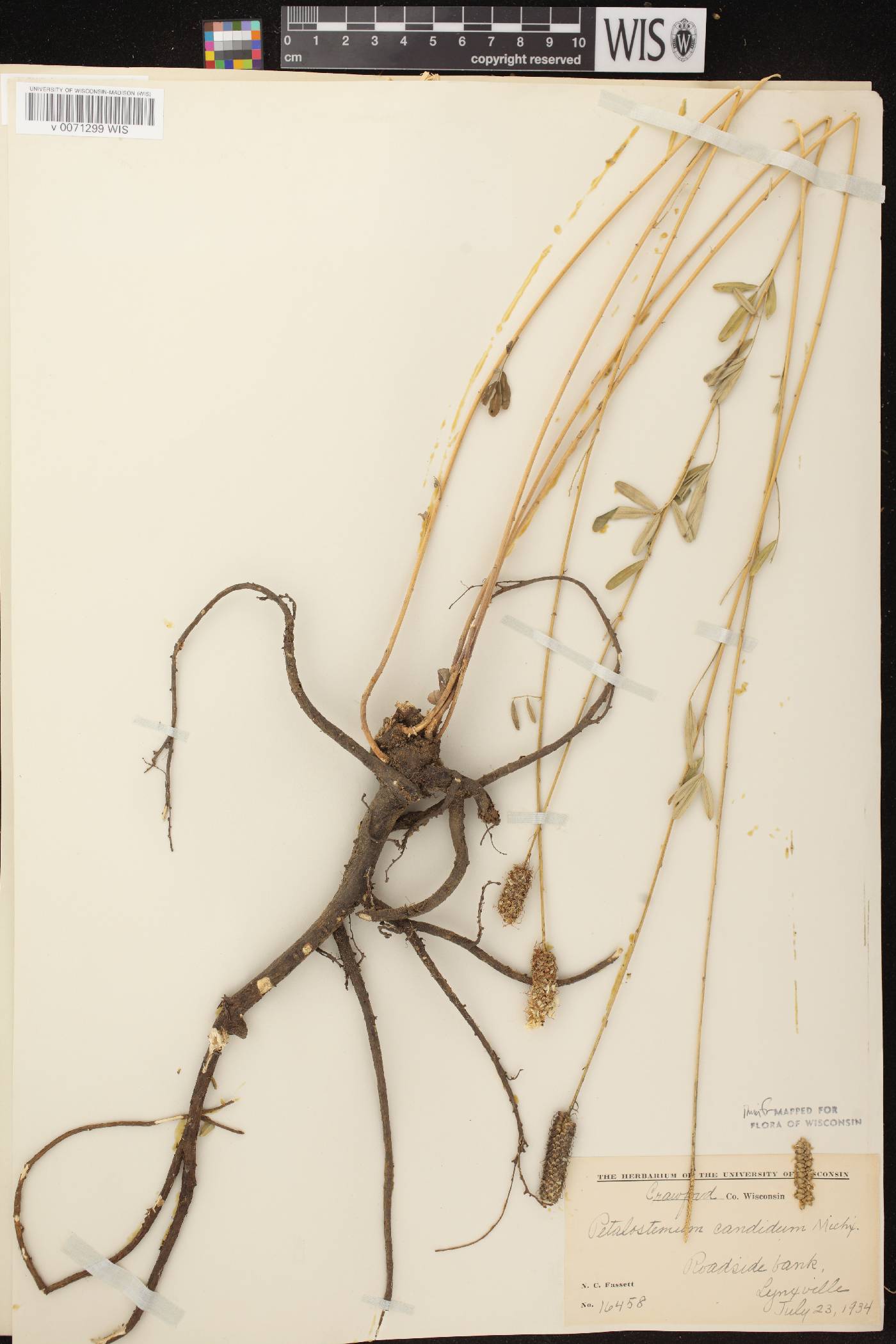 Dalea candida image