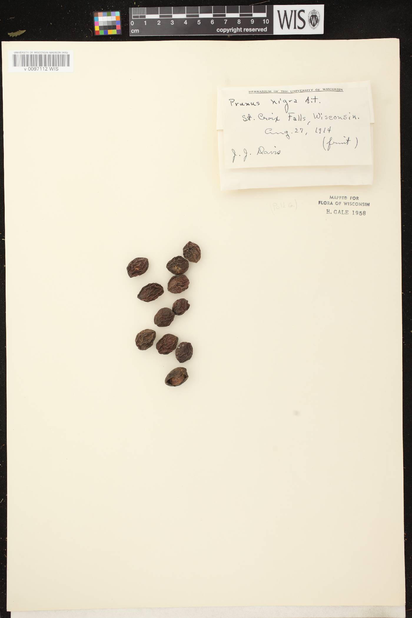 Prunus nigra image