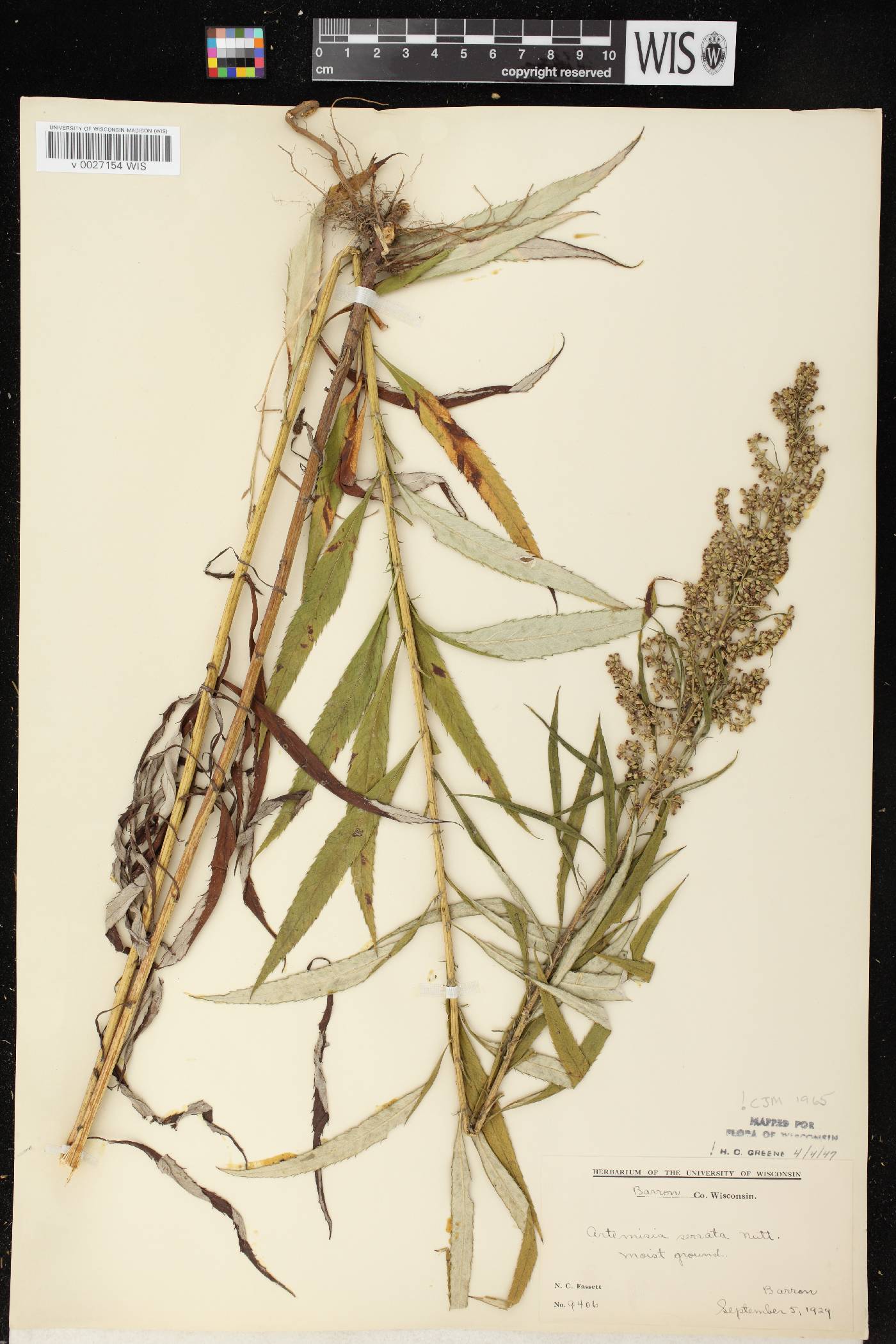 Artemisia serrata image