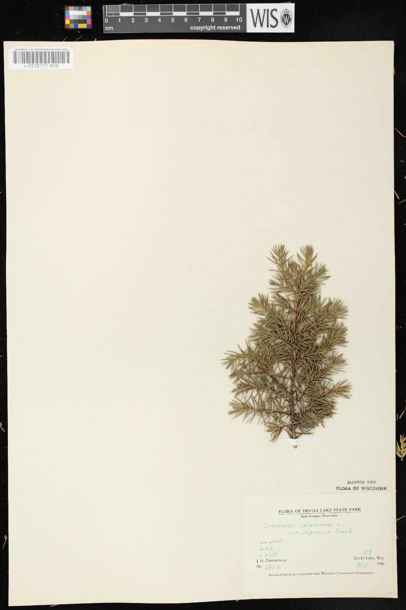 Juniperus communis var. depressa image