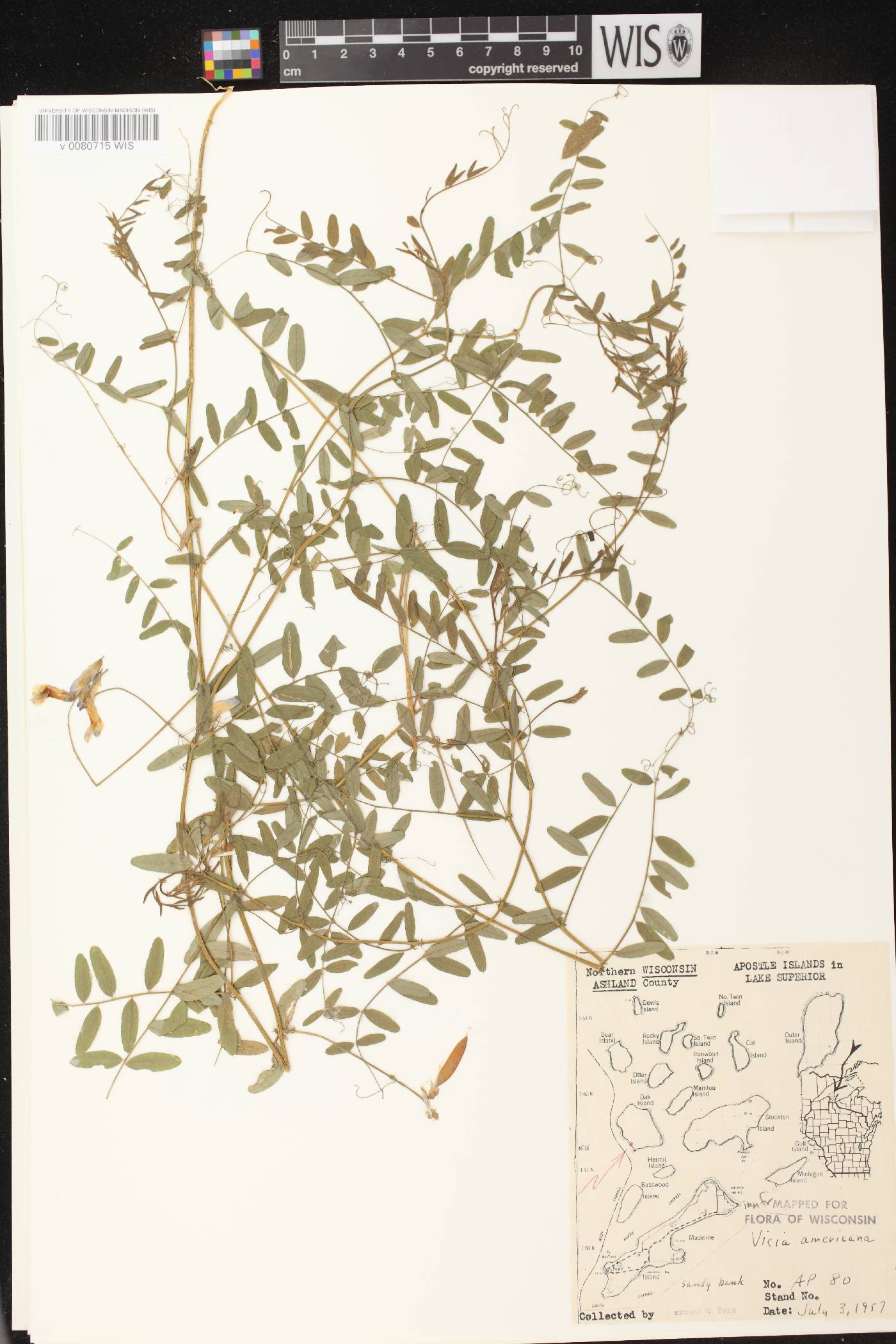 Vicia americana subsp. americana image