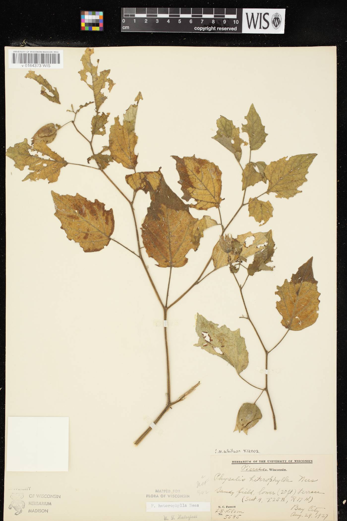 Physalis heterophylla image