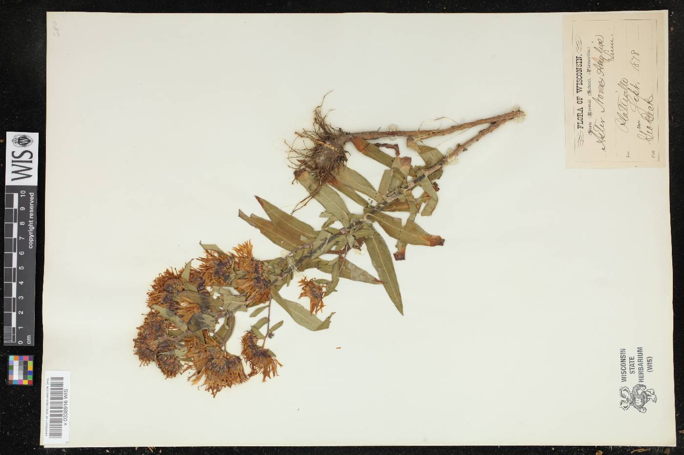 Symphyotrichum novae-angliae image