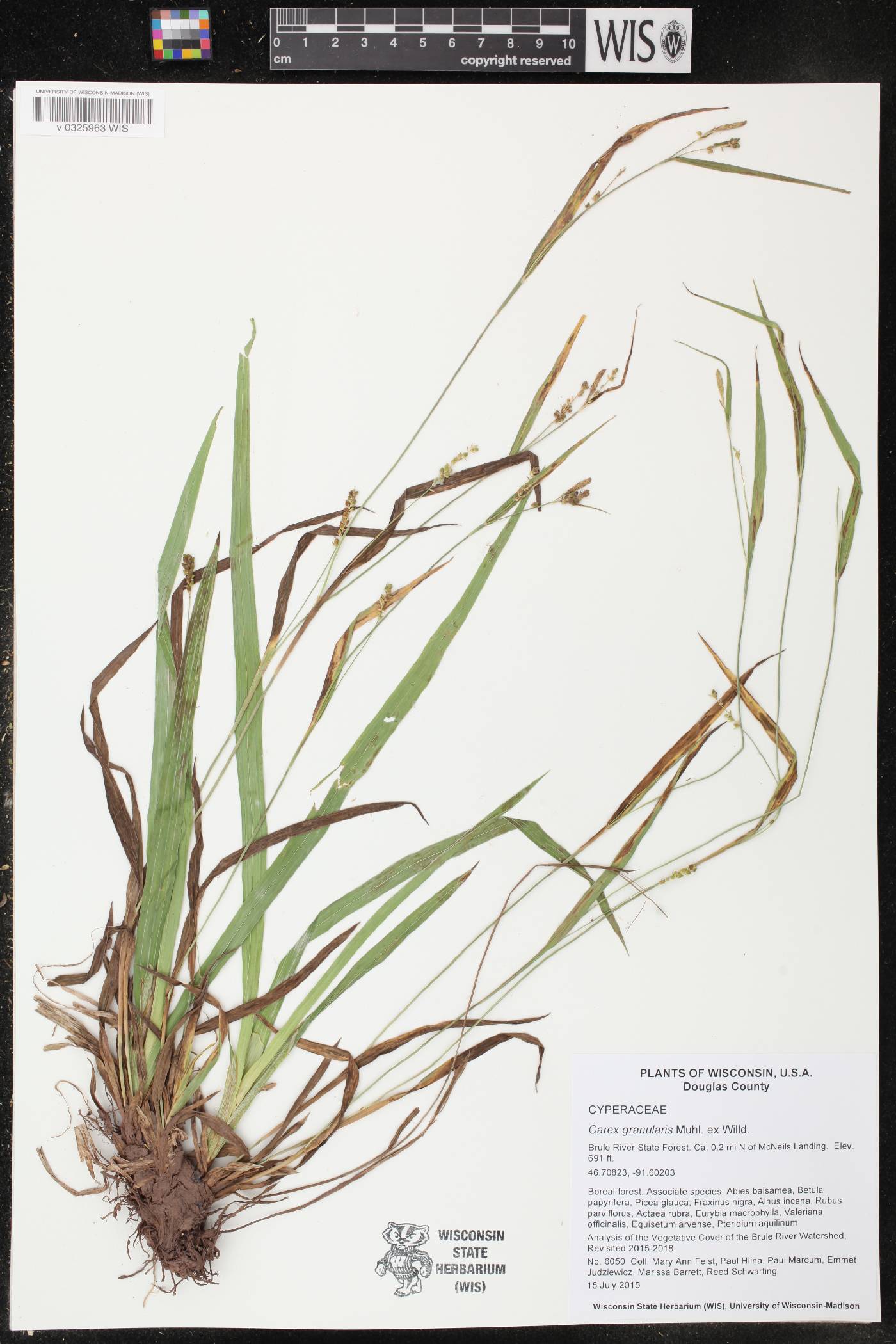 Carex granularis image