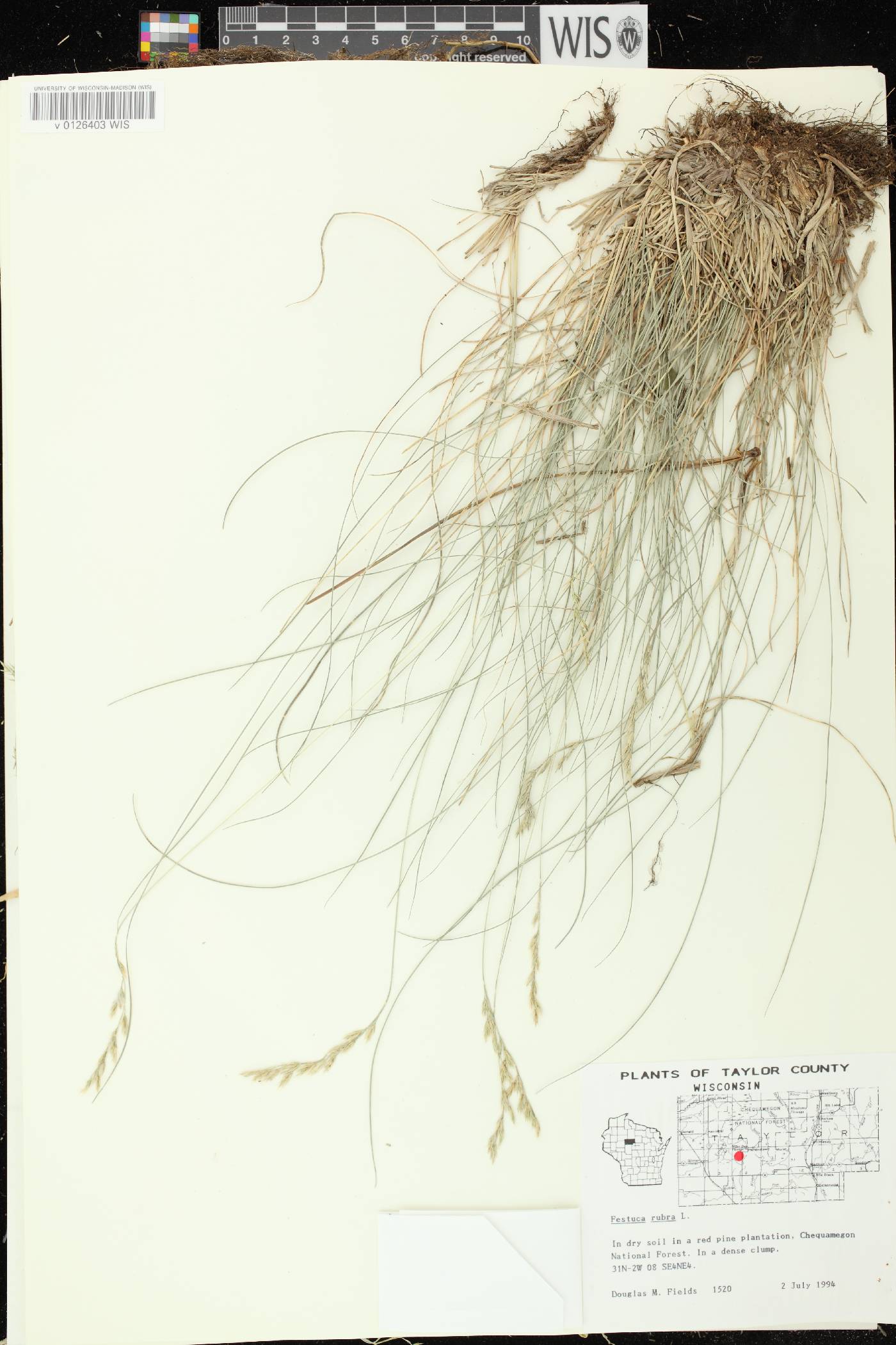 Festuca rubra image
