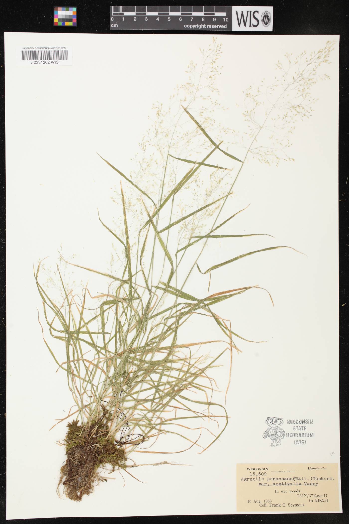 Agrostis perennans image