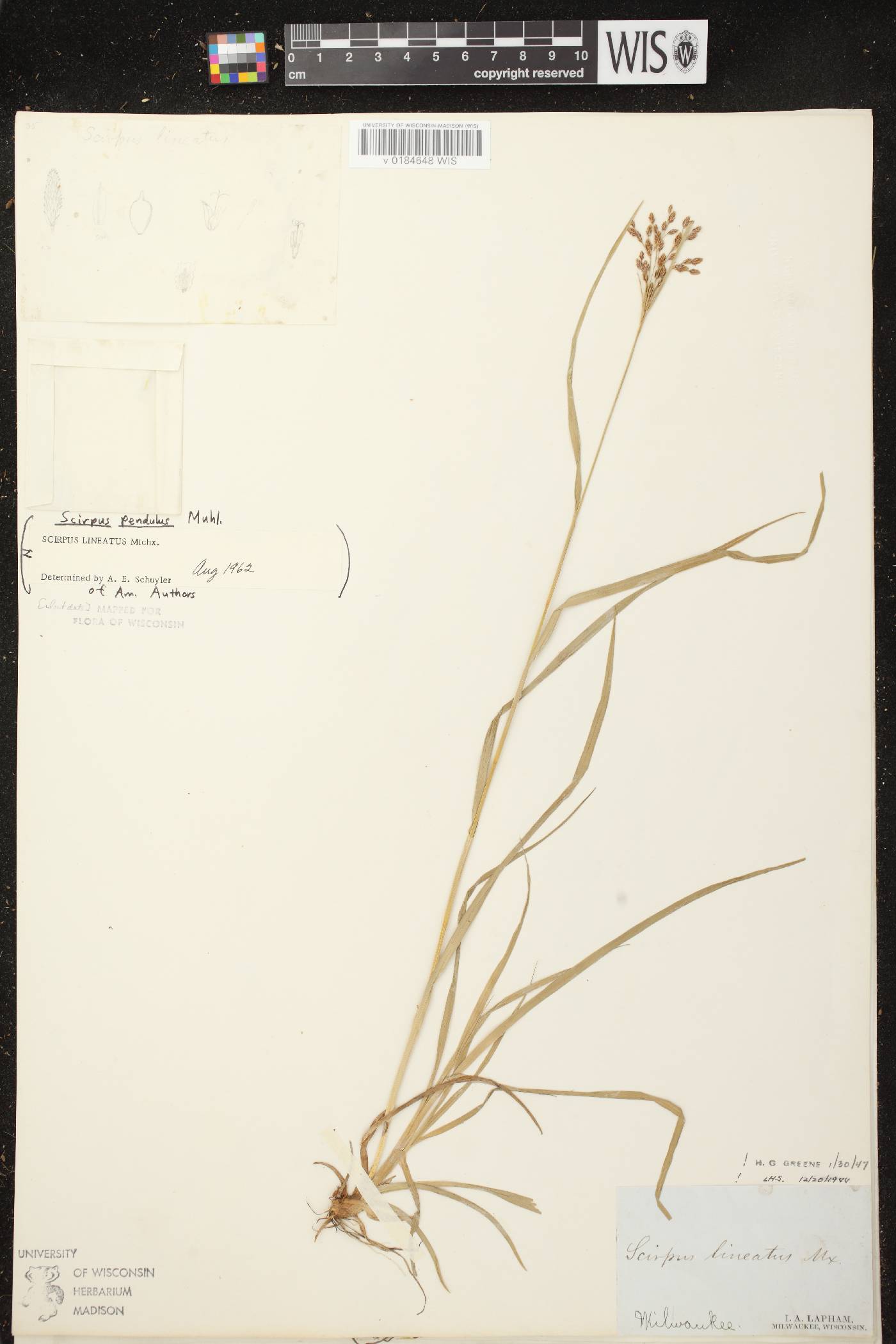 Scirpus pendulus image