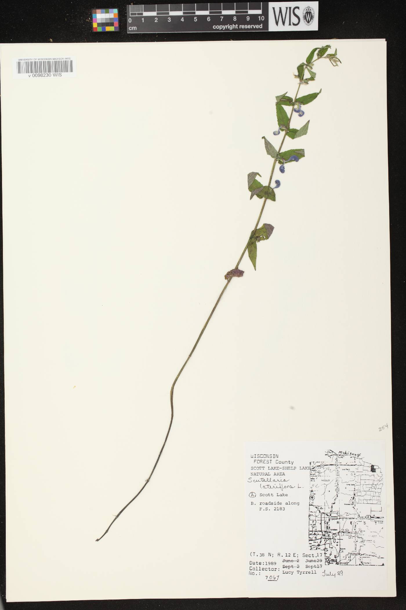 Scutellaria galericulata image