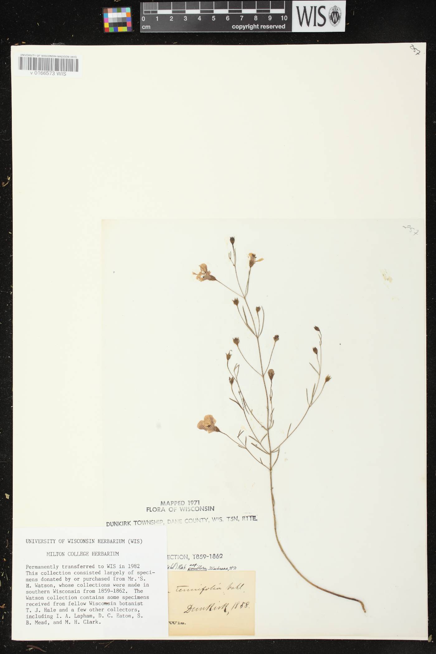 Agalinis tenuifolia image