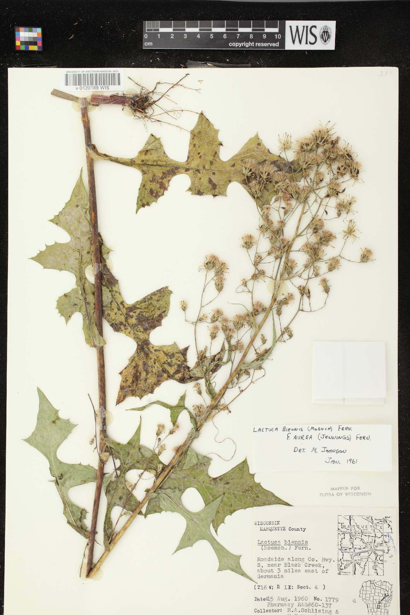 Lactuca biennis image