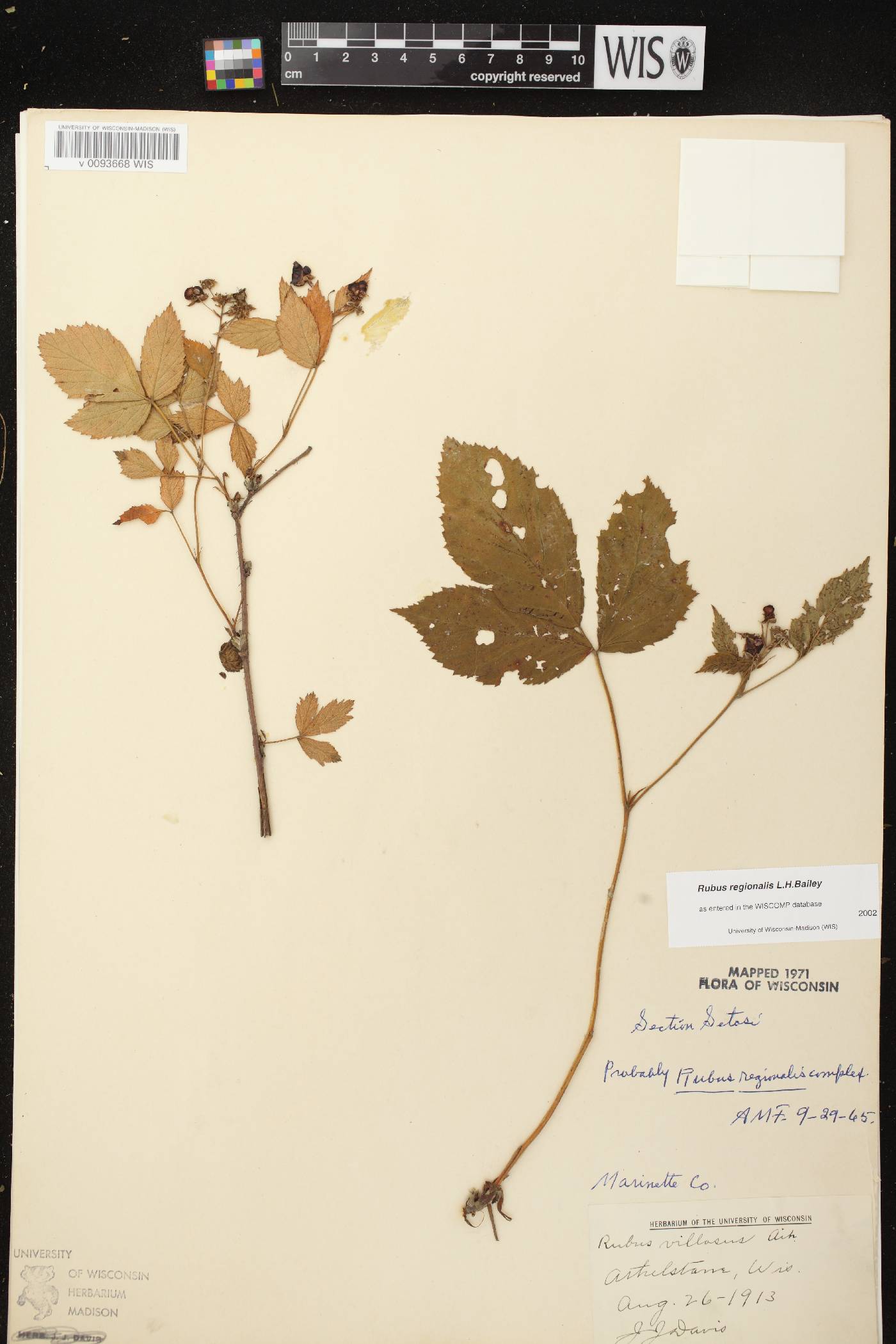 Rubus setosus image