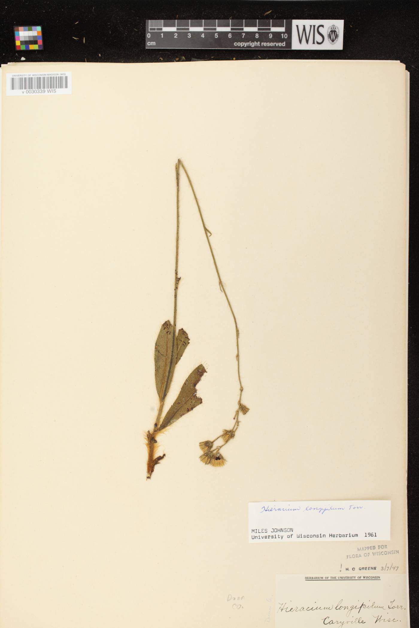 Hieracium longipilum image
