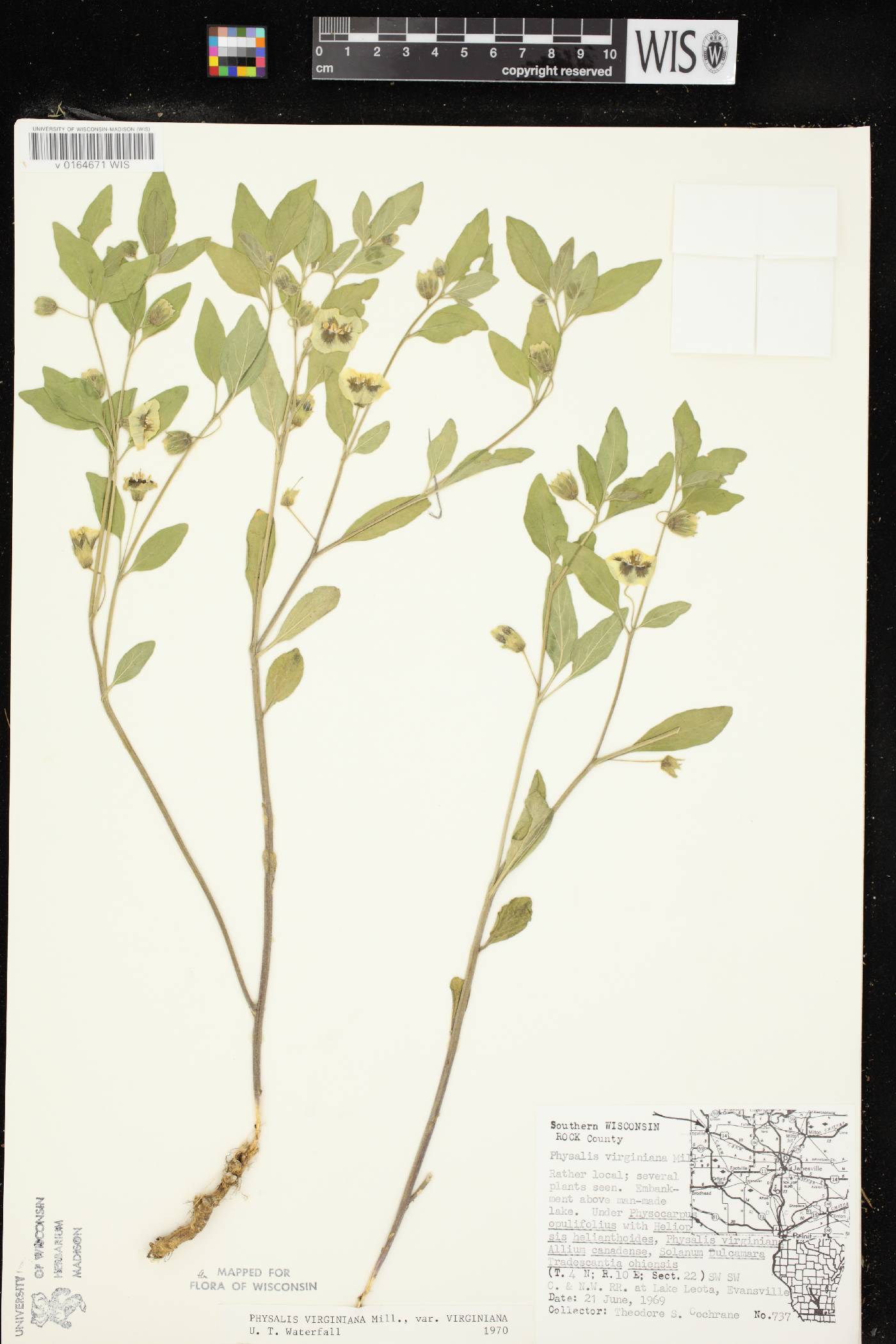 Physalis virginiana var. virginiana image