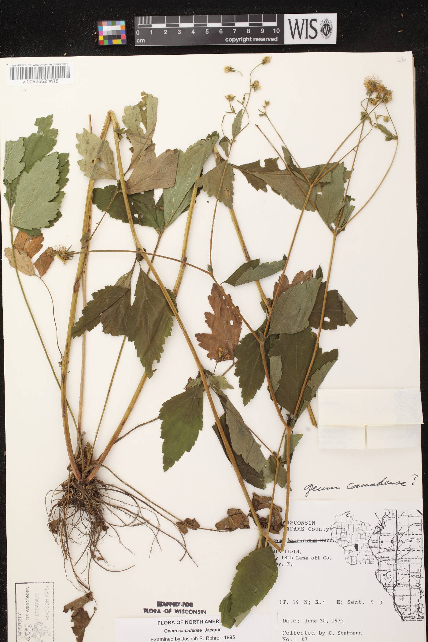 Geum canadense image