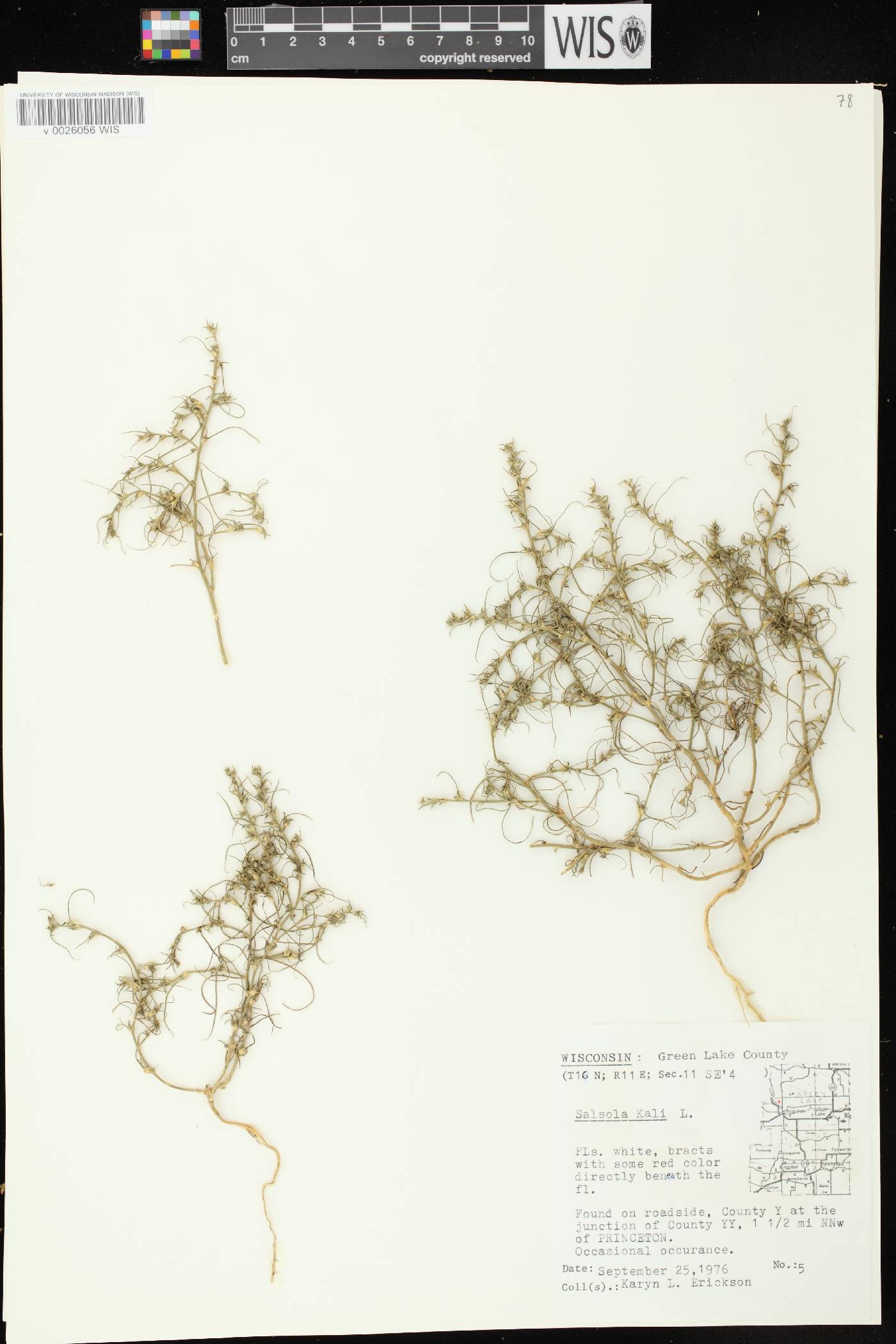 Salsola tragus image