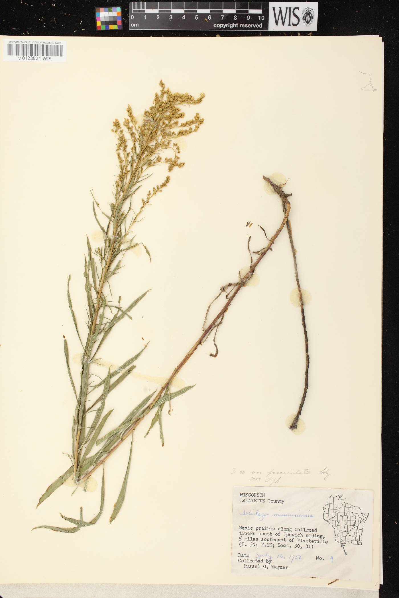 Solidago missouriensis image