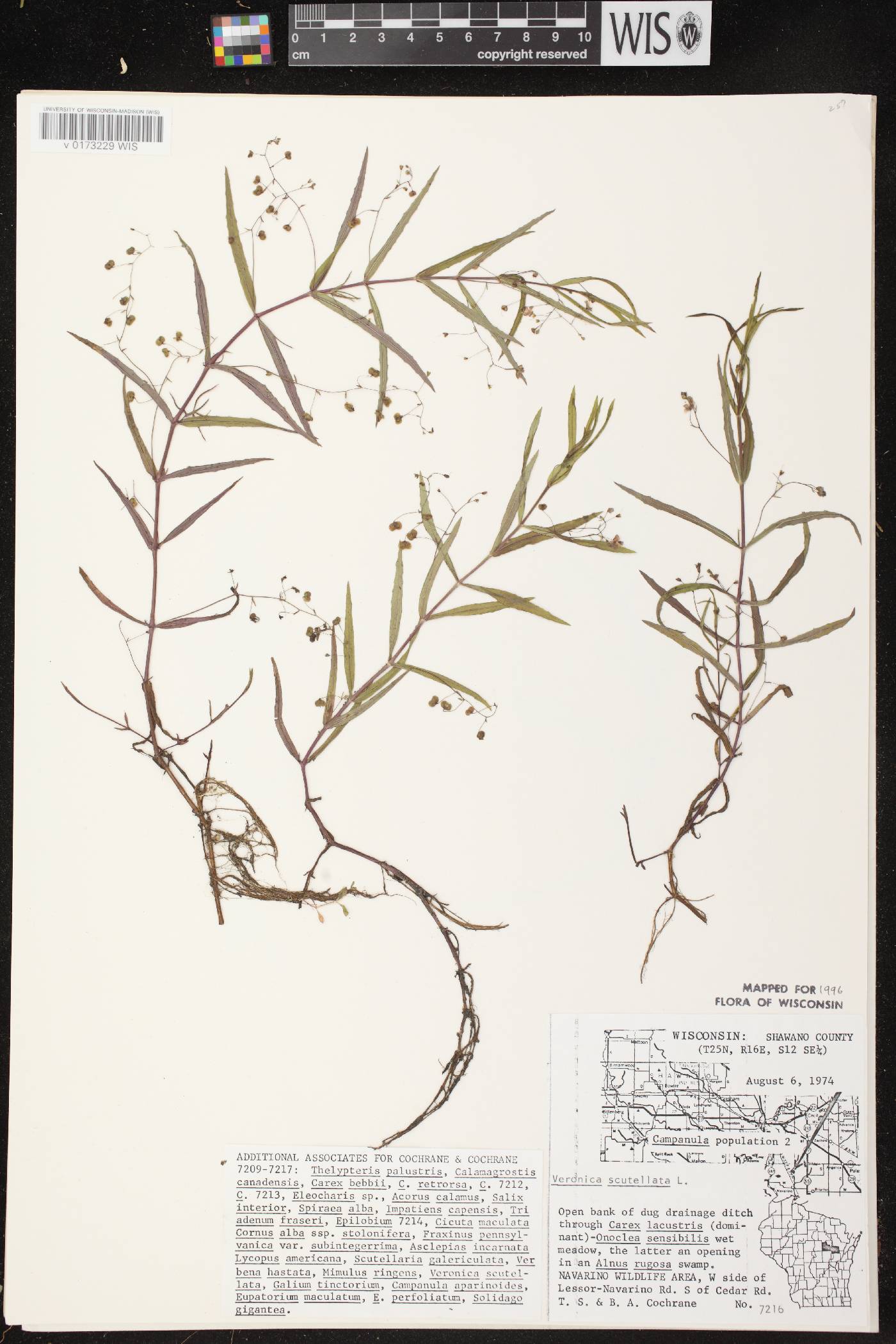 Veronica scutellata image