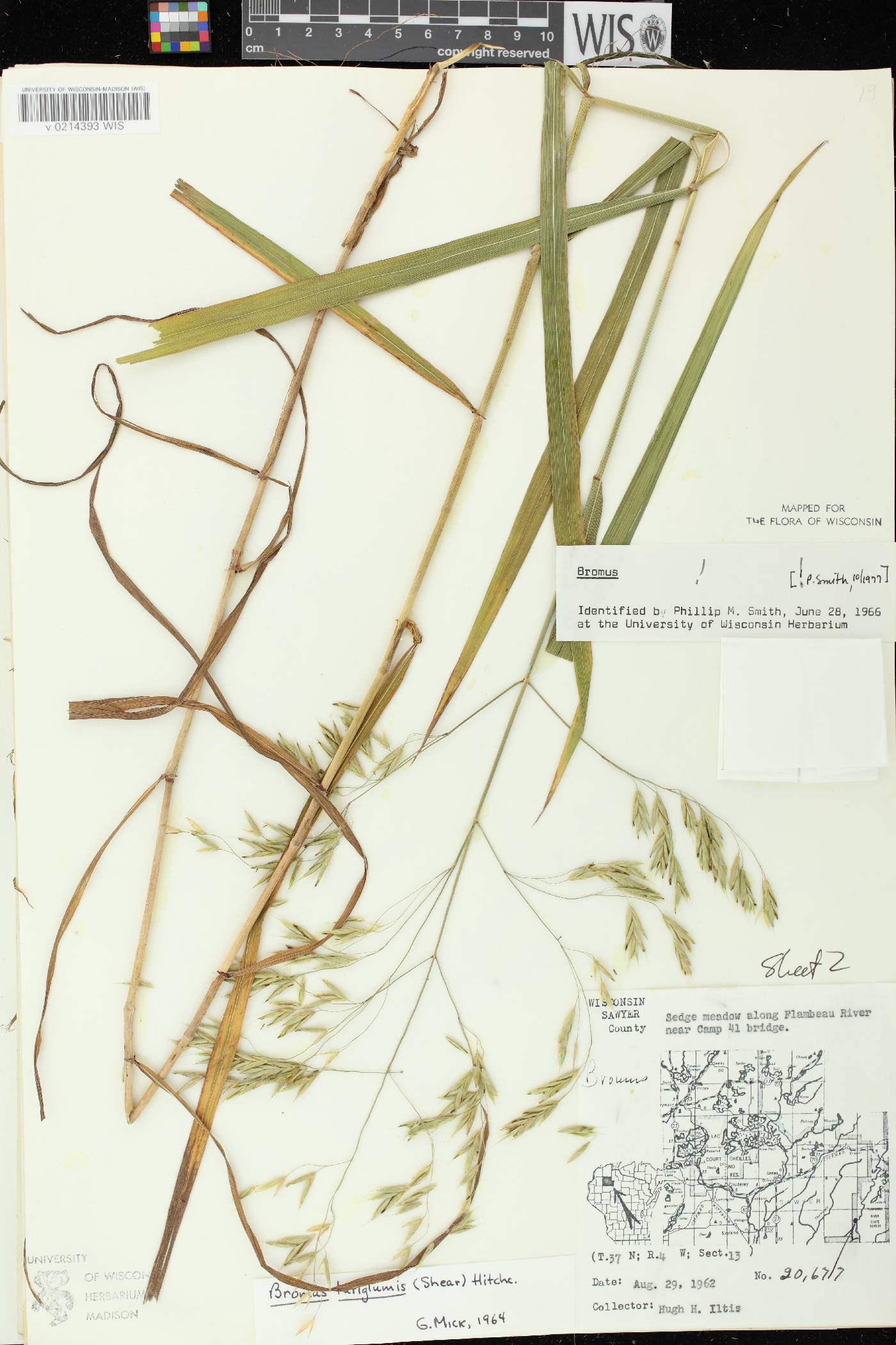 Bromus latiglumis image