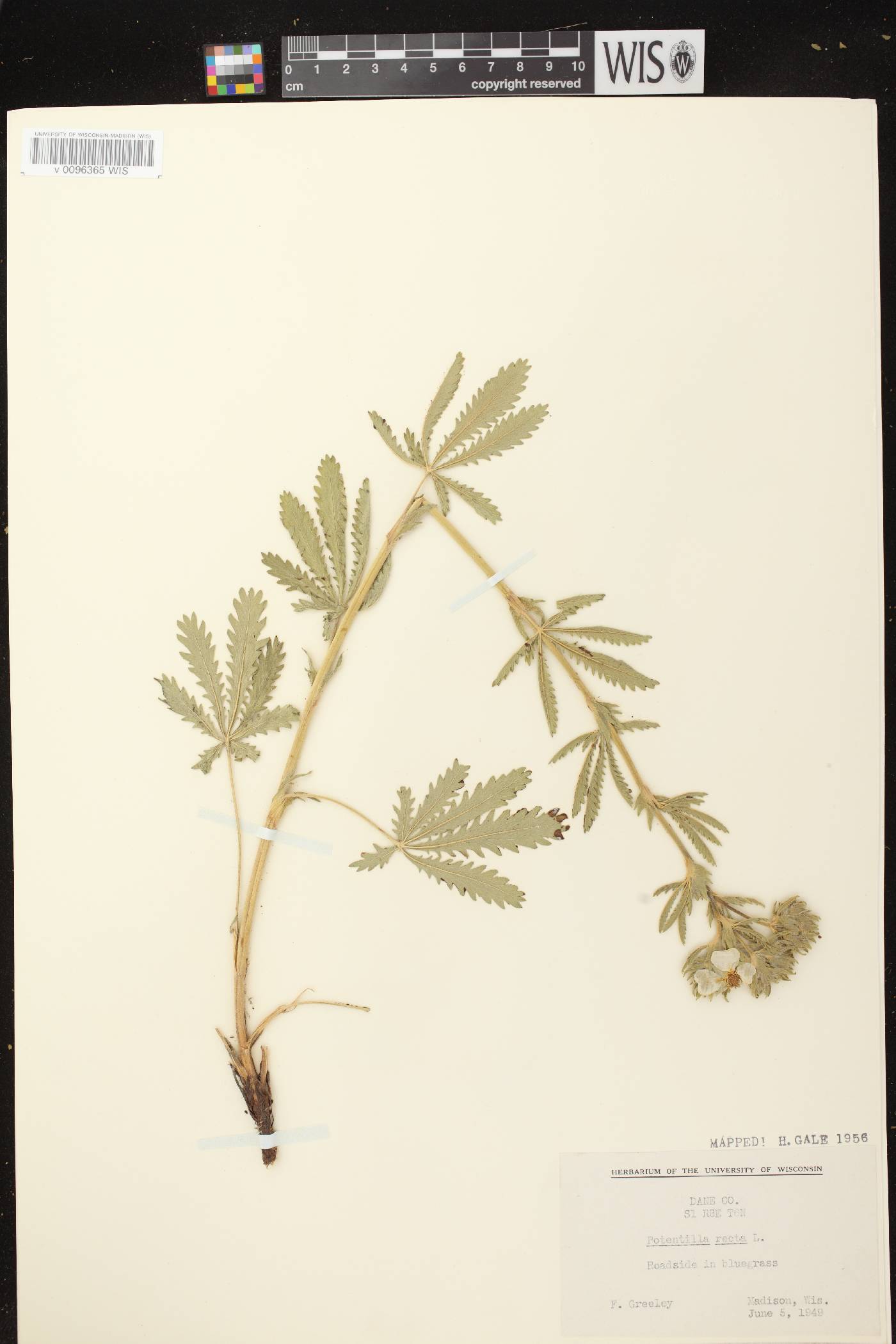 Potentilla recta image