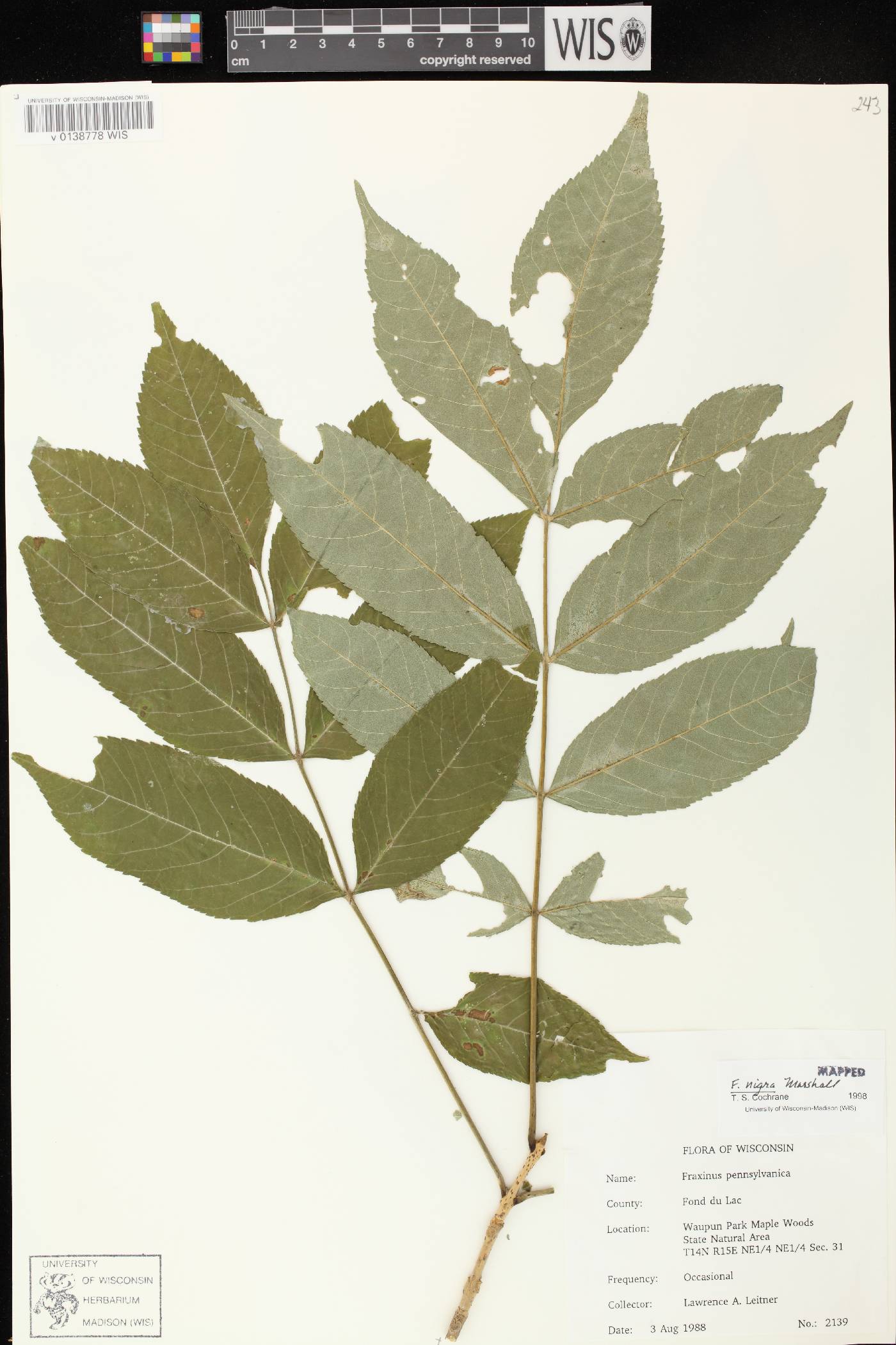 Fraxinus nigra image